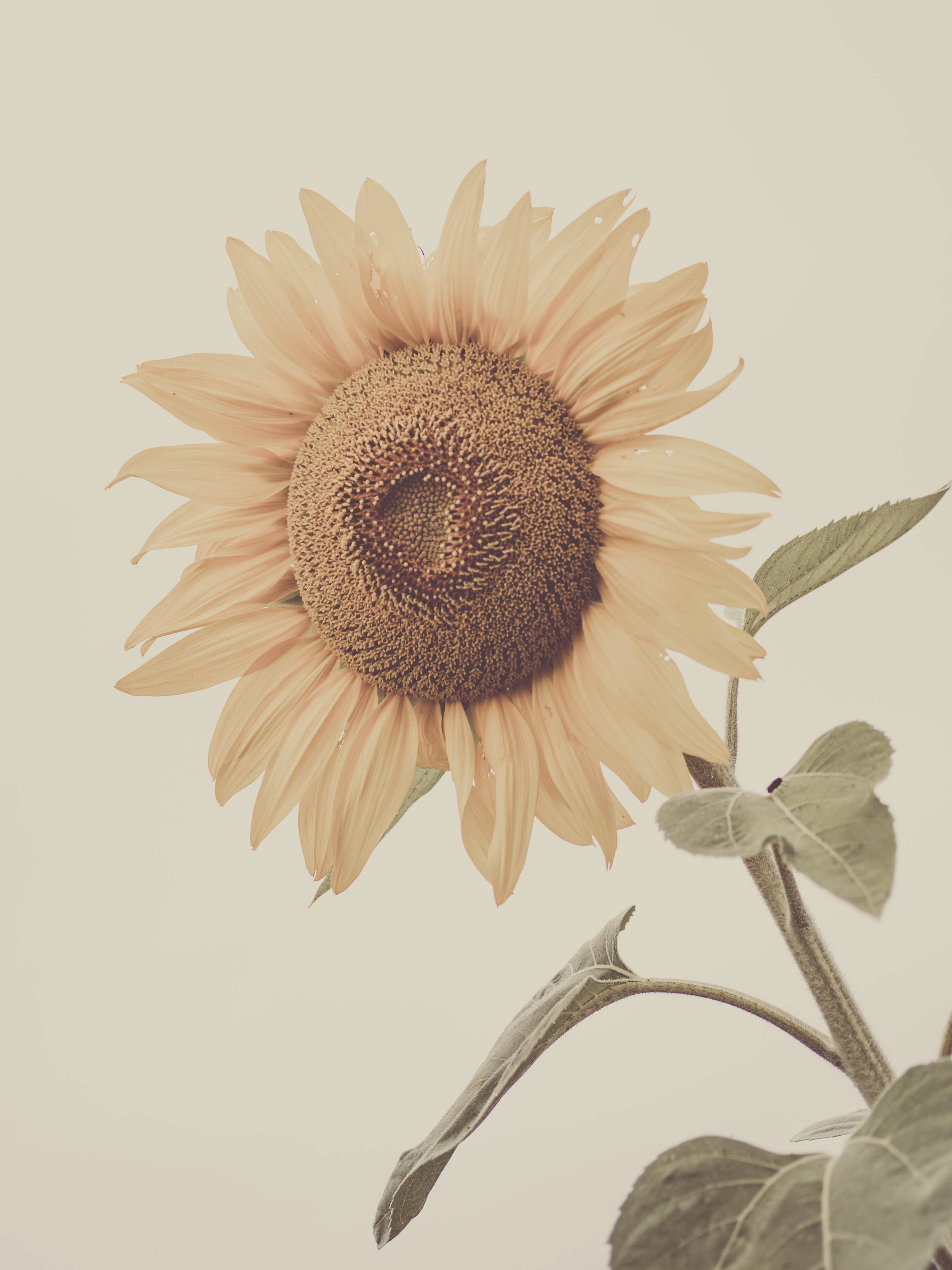 Pastel iPhone, sunflower, peach, 2K Phone Wallpaper