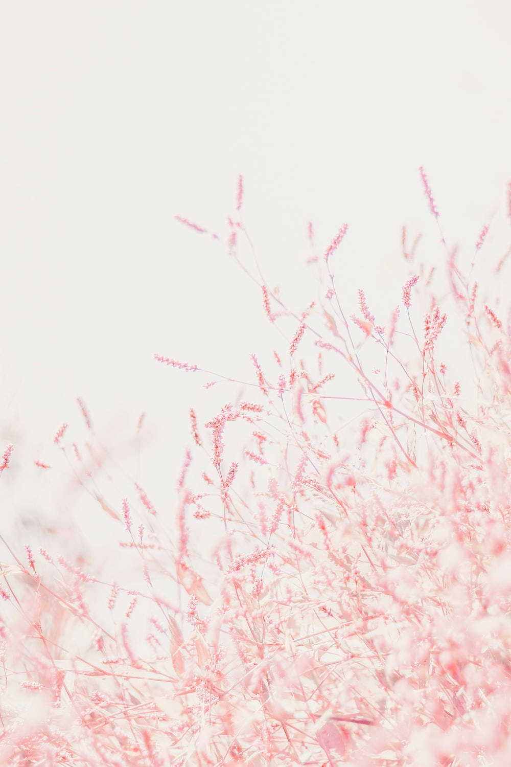 Pastel iPhone, pink, tiny flowers, HD Phone Wallpaper