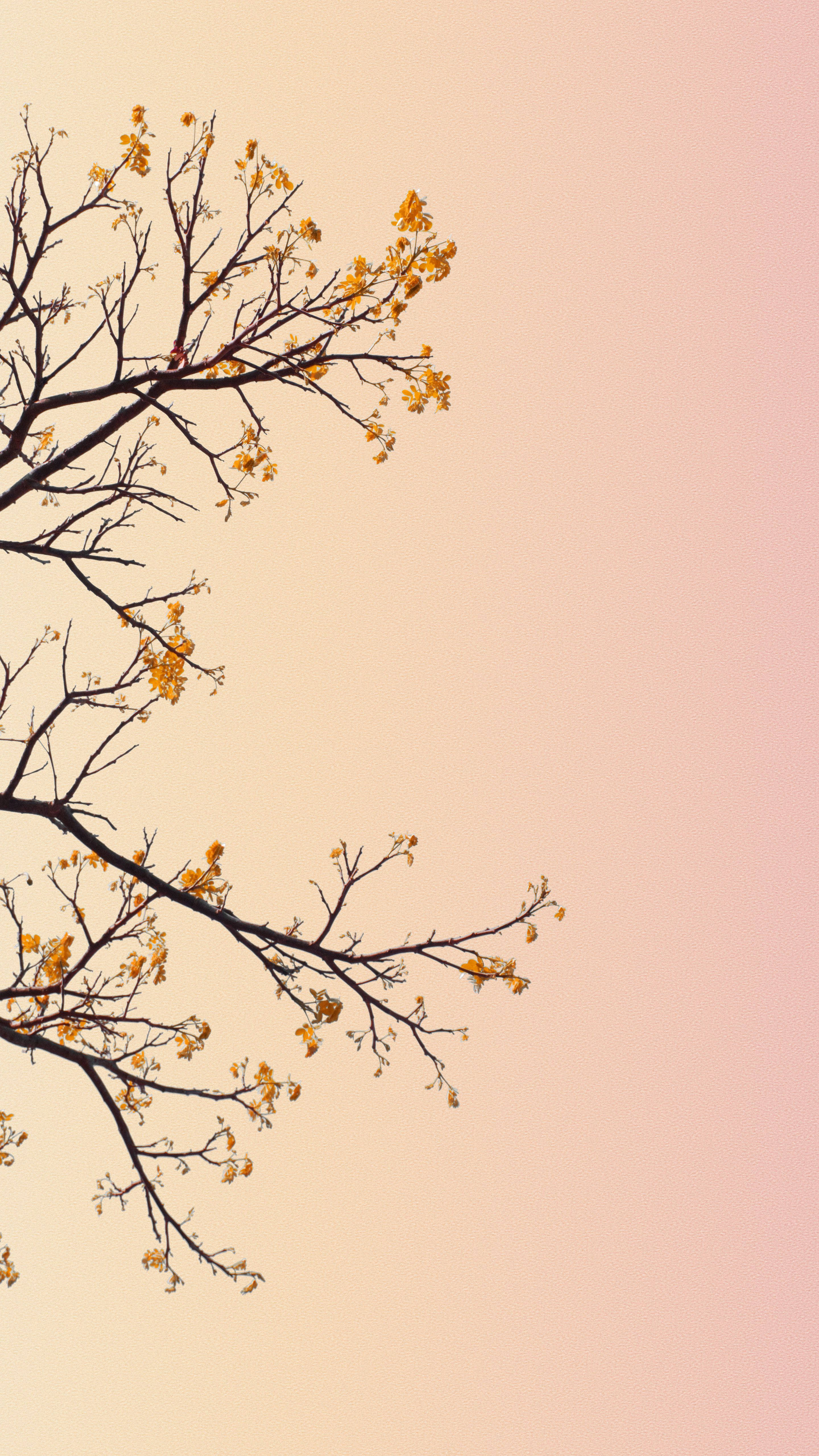 Pastel iPhone, orange flowers, golden blossoms, 5K Phone Wallpaper