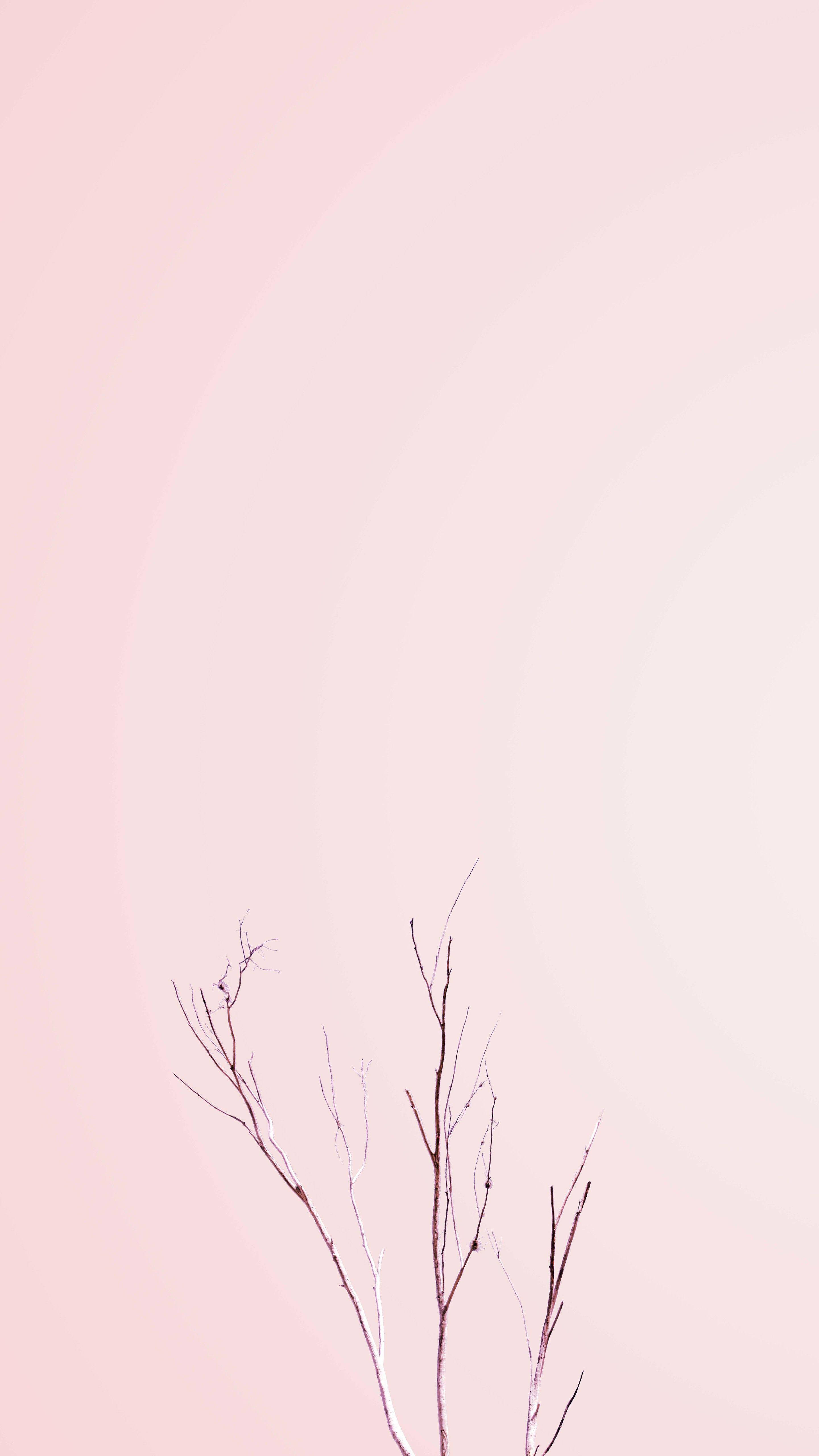 Pastel iPhone, pink, bare branches, 5K Phone Wallpaper