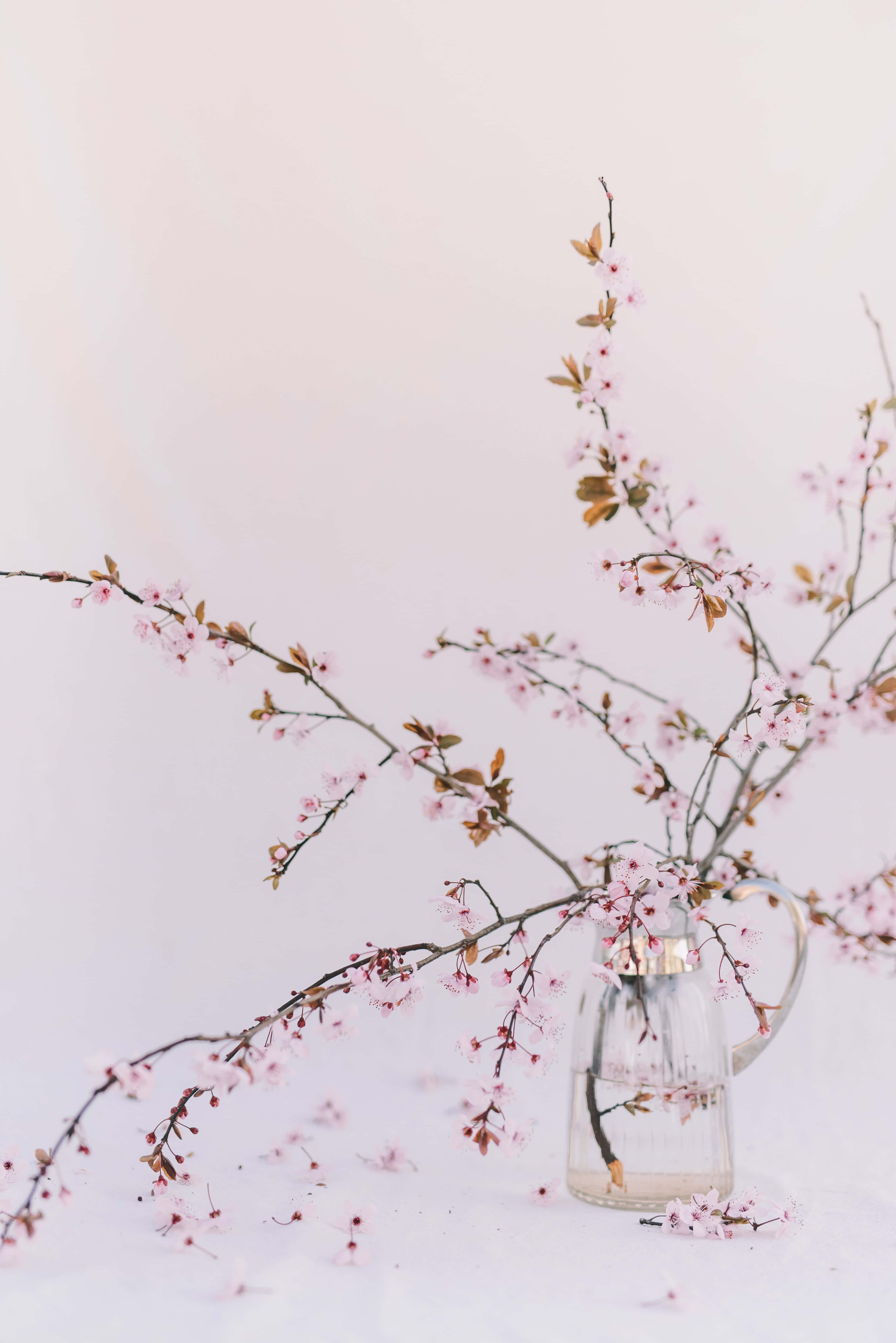 Pastel Vintage iPhone, pink cherry blossom branches, clear glass pitcher, 5K Phone Wallpaper