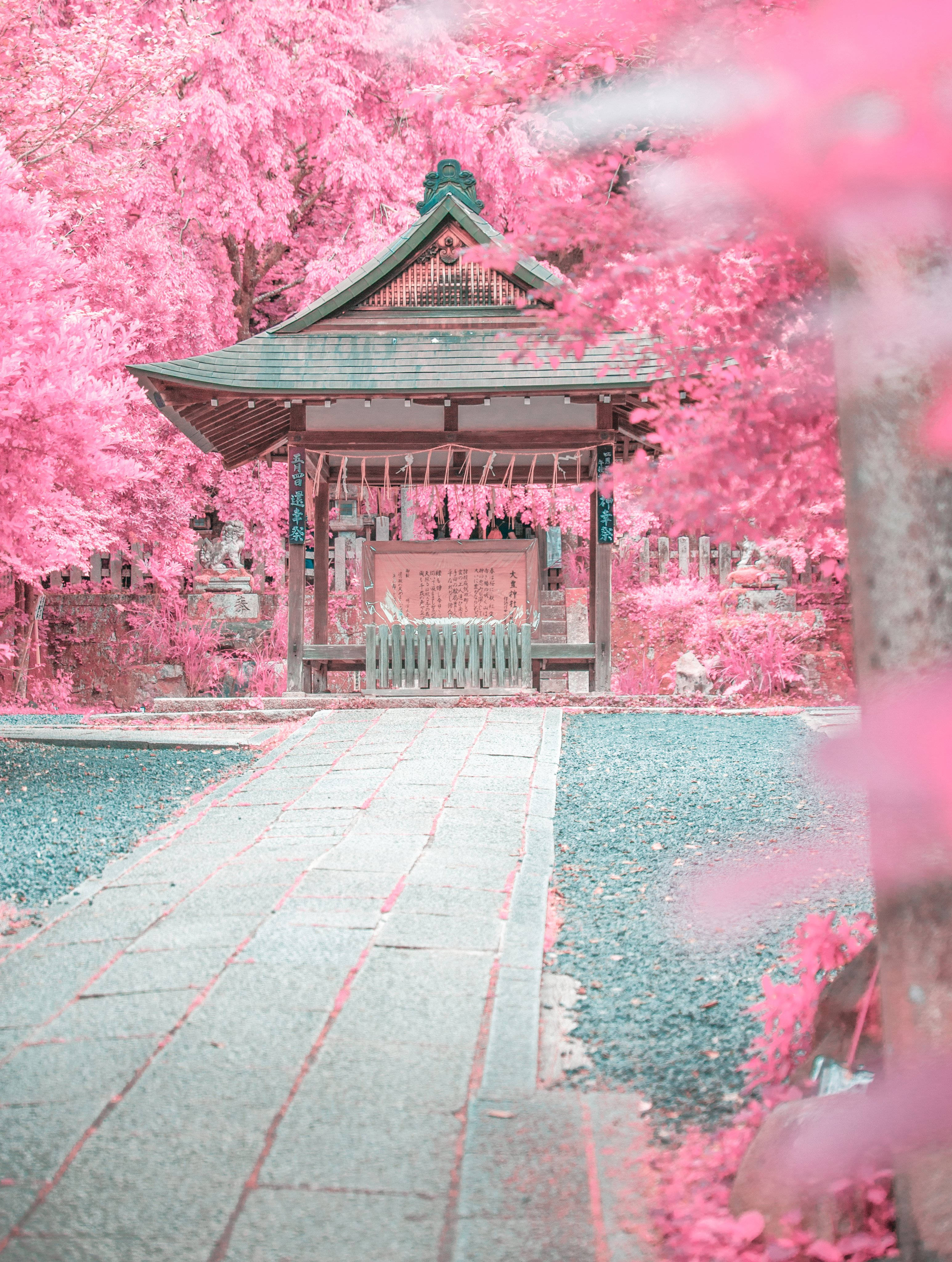 Pastel Japanese Aesthetic, pink garden, traditional Japanese shrine, 4K Phone Wallpaper