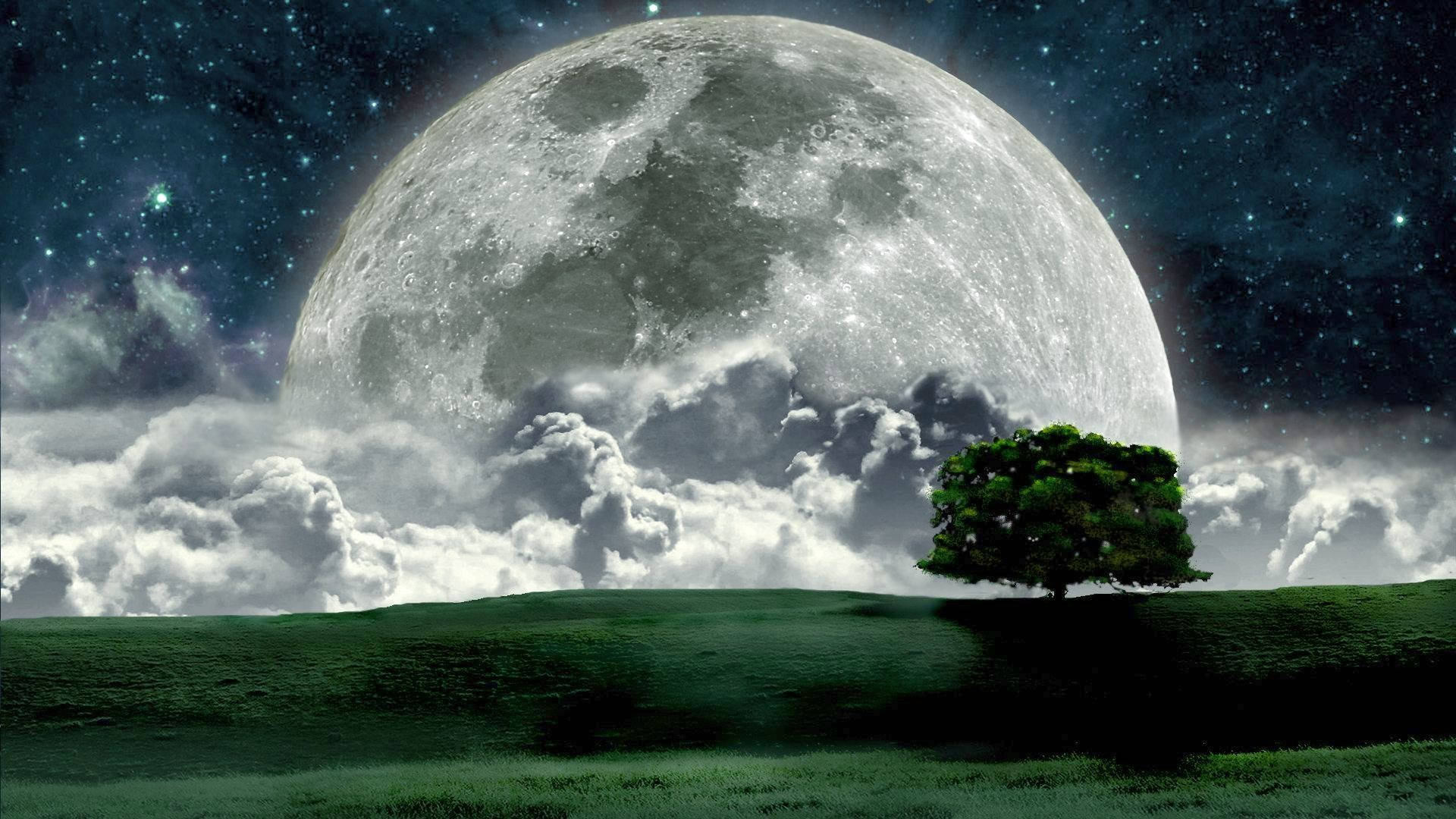 big beautiful full moon, field, lone tree, Full HD Desktop Wallpaper