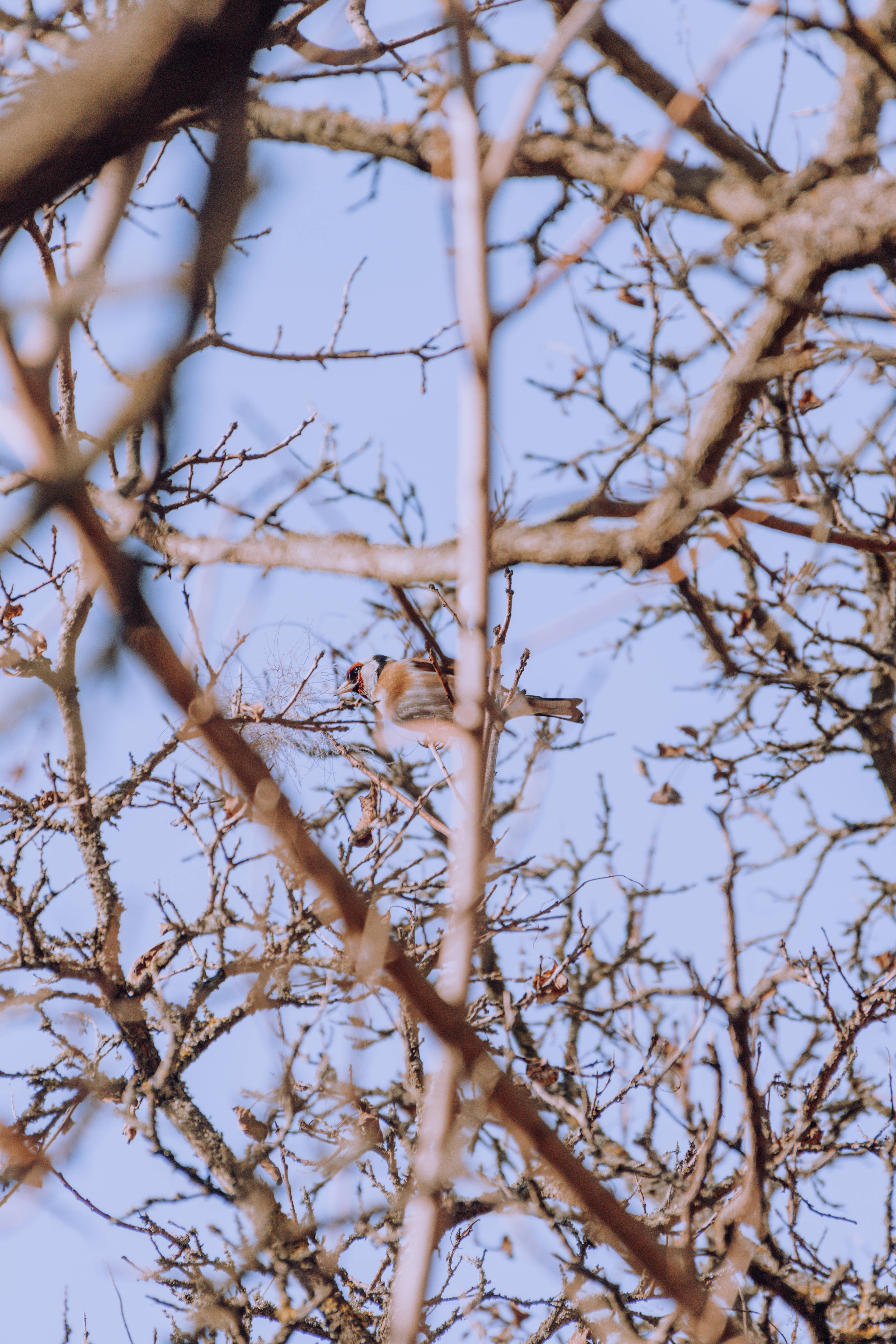 pastel orange aesthetic bark, small bird, bare winter branches, 5K Phone Wallpaper