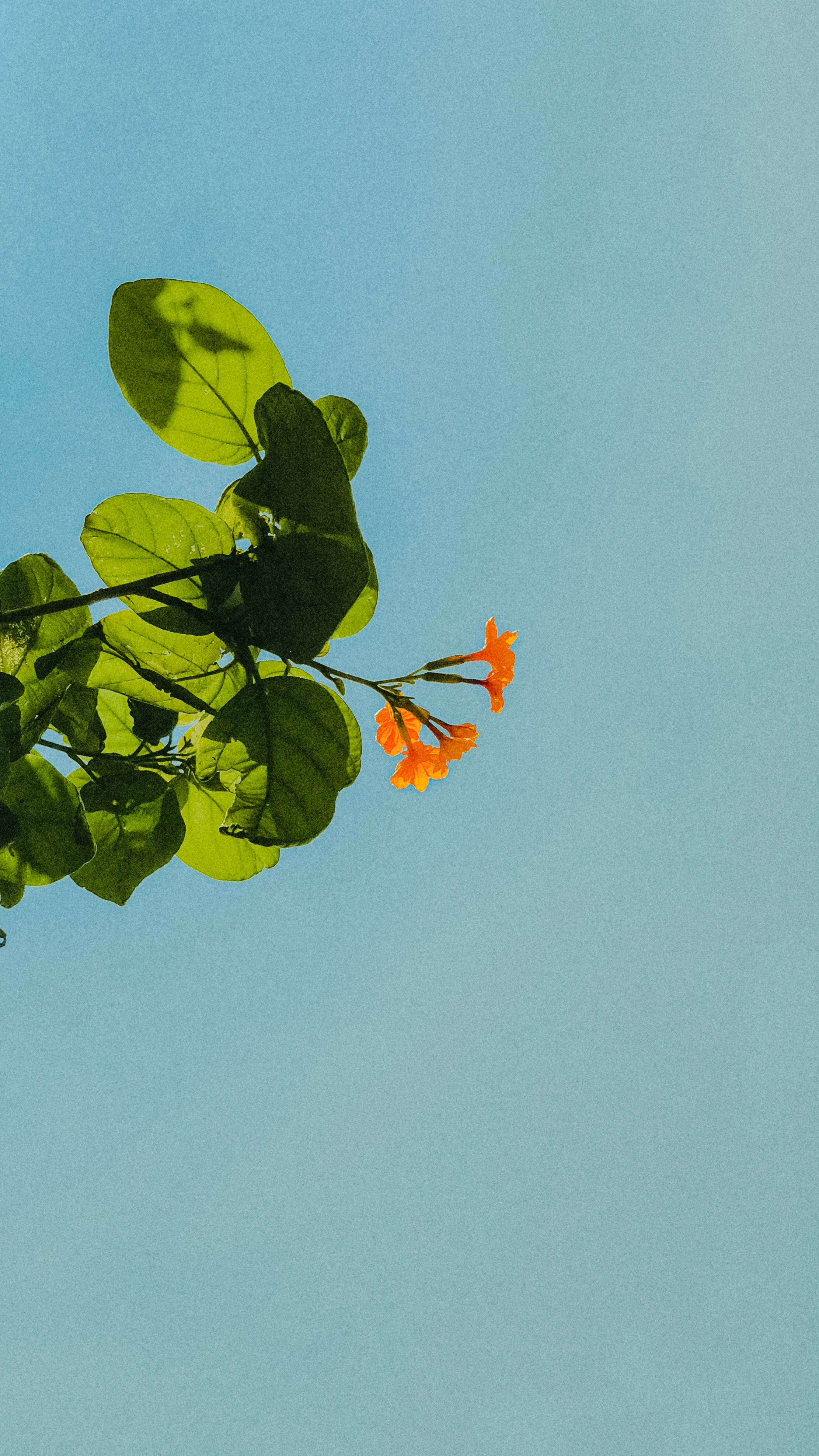 pastel orange aesthetic, vibrant orange flowers, lush green leaves, 4K Phone Wallpaper