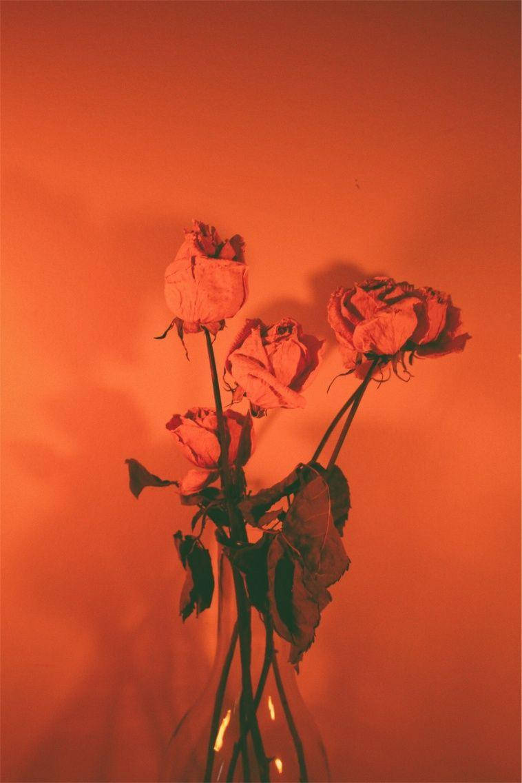 pastel orange aesthetic wall, wilted roses, glass vase, SD Phone Wallpaper