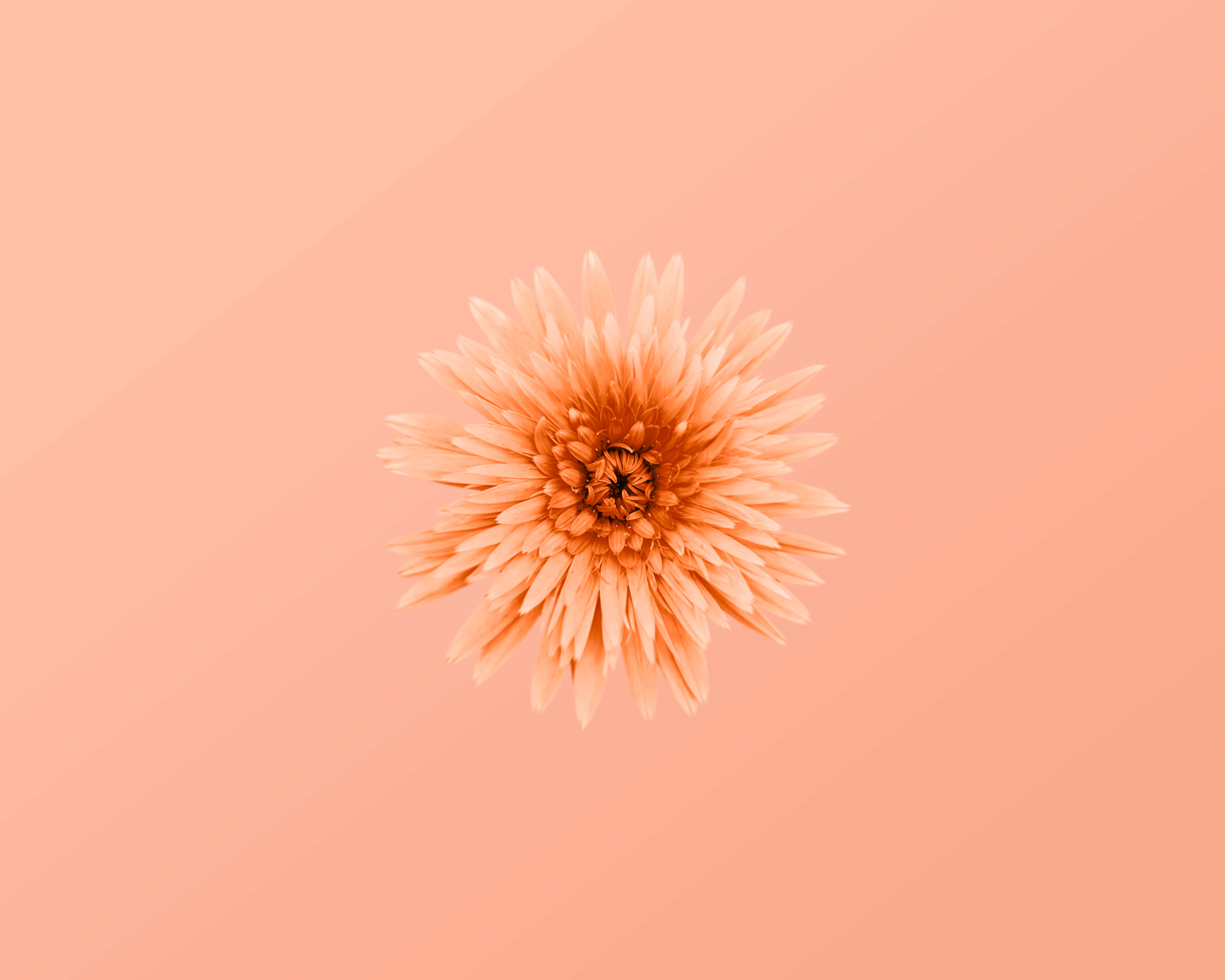 peach-colored daisy, soft gradient peach background, delicate layered petals, 5K Desktop Wallpaper