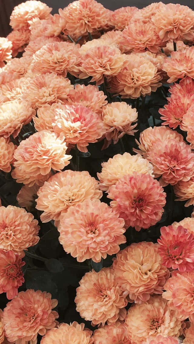 Pastel Peach Aesthetic, chrysanthemum flower, soft peach, SD Phone Wallpaper