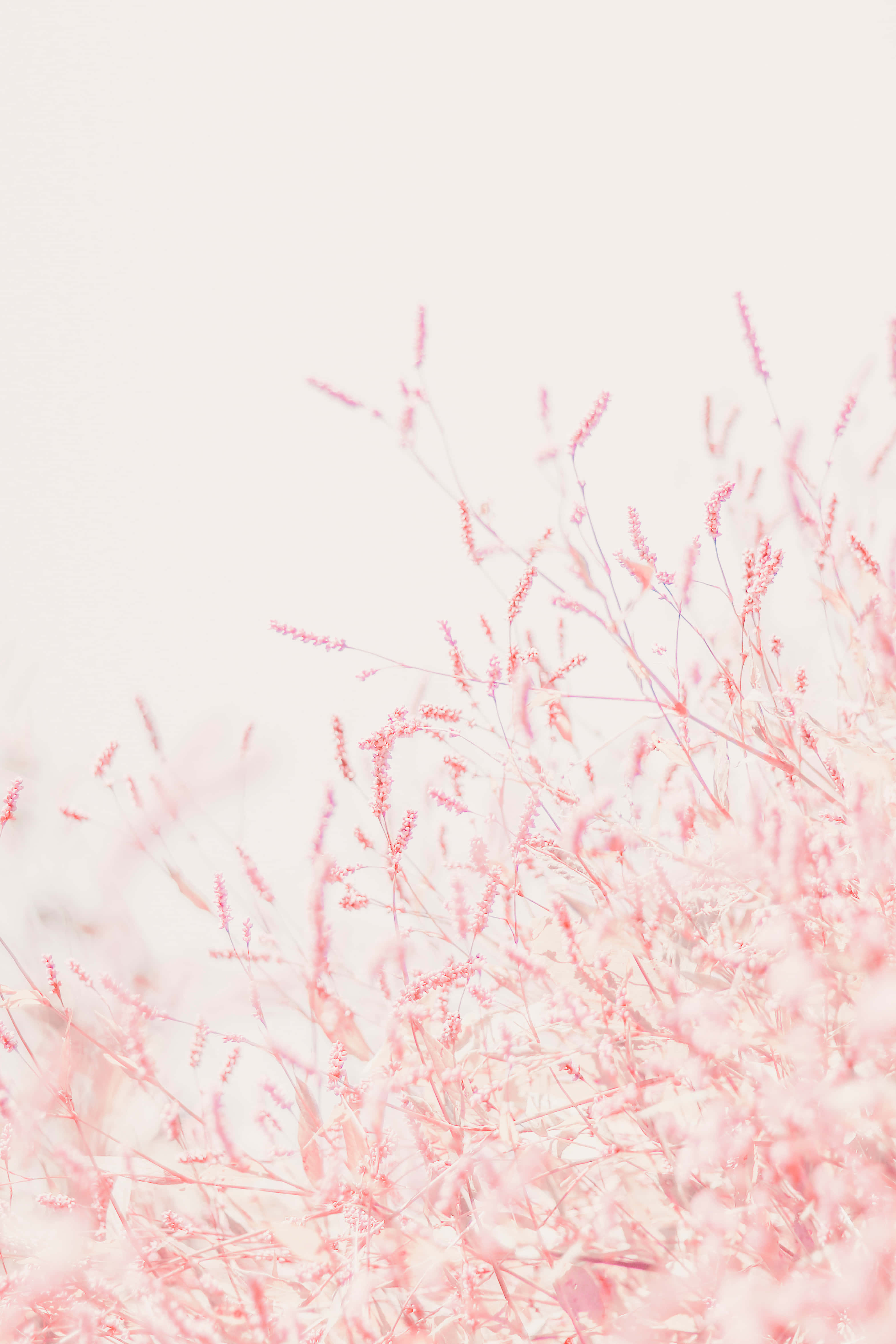 Pastel Peach Aesthetic, pink grasses, pale washed-out sky, 4K Phone Wallpaper