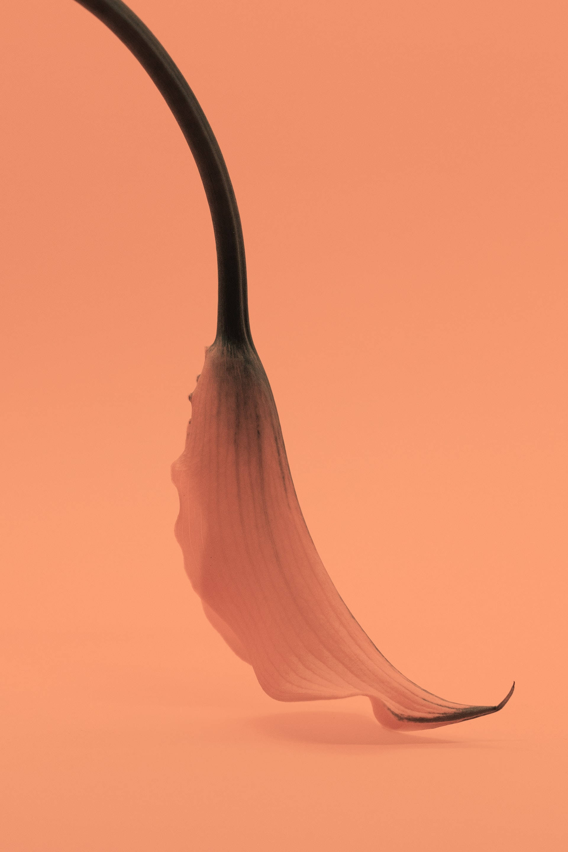 peach delicate flower, calla lily petal, soft peach background, 2K Phone Wallpaper