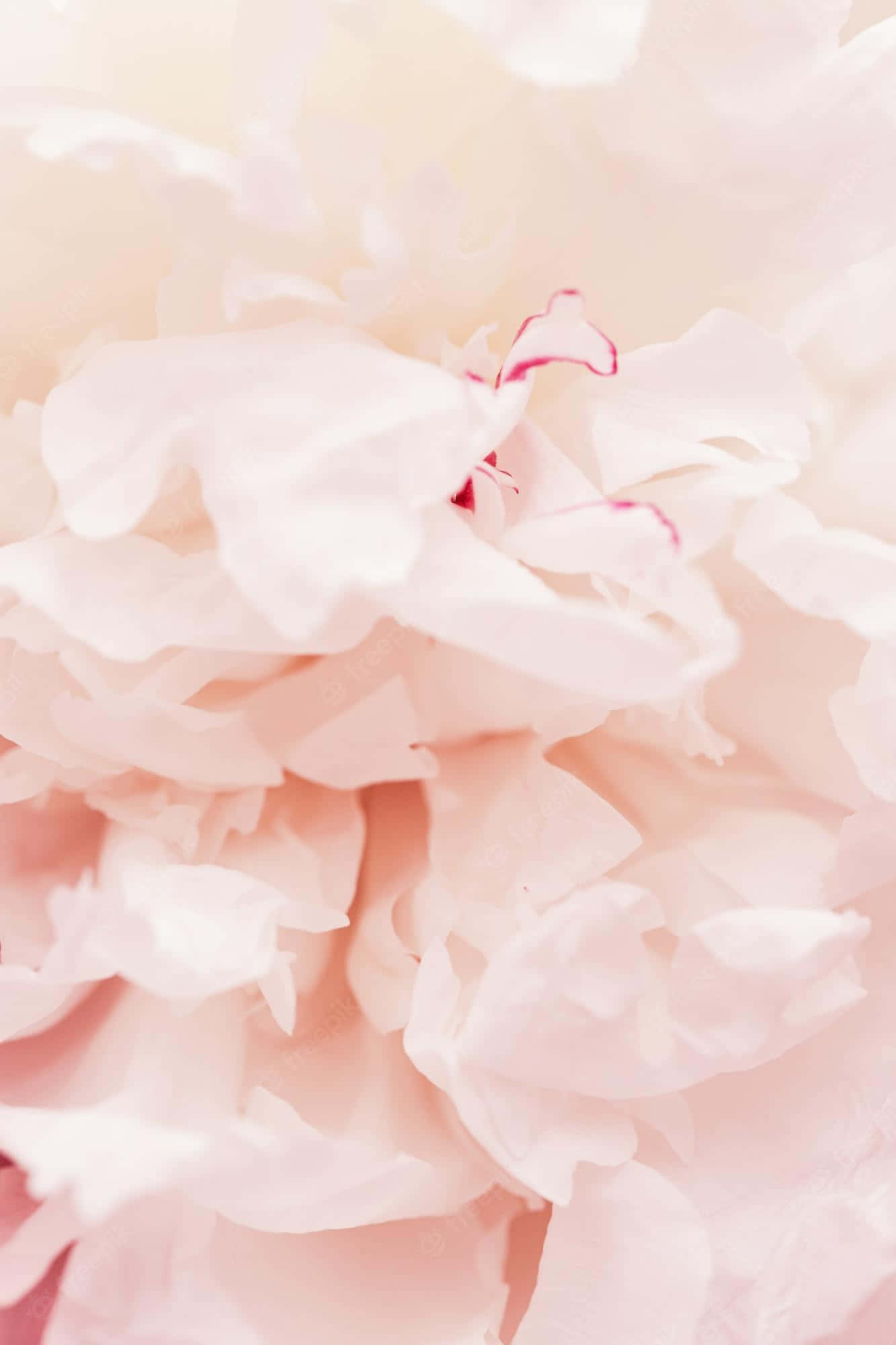 Tender Peach Petals, pale pink peony petals, subtle red tips, Full HD Phone Wallpaper