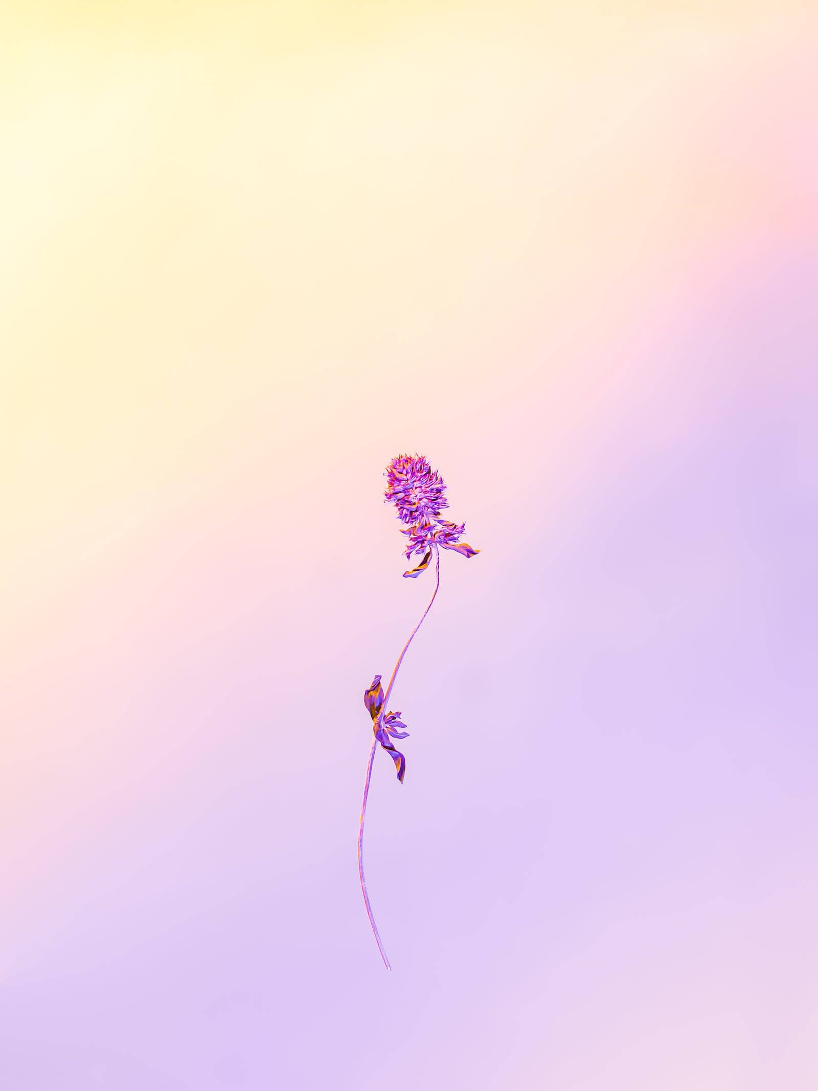 Pastel Phone, purple flower, slender stem, Full HD Phone Wallpaper