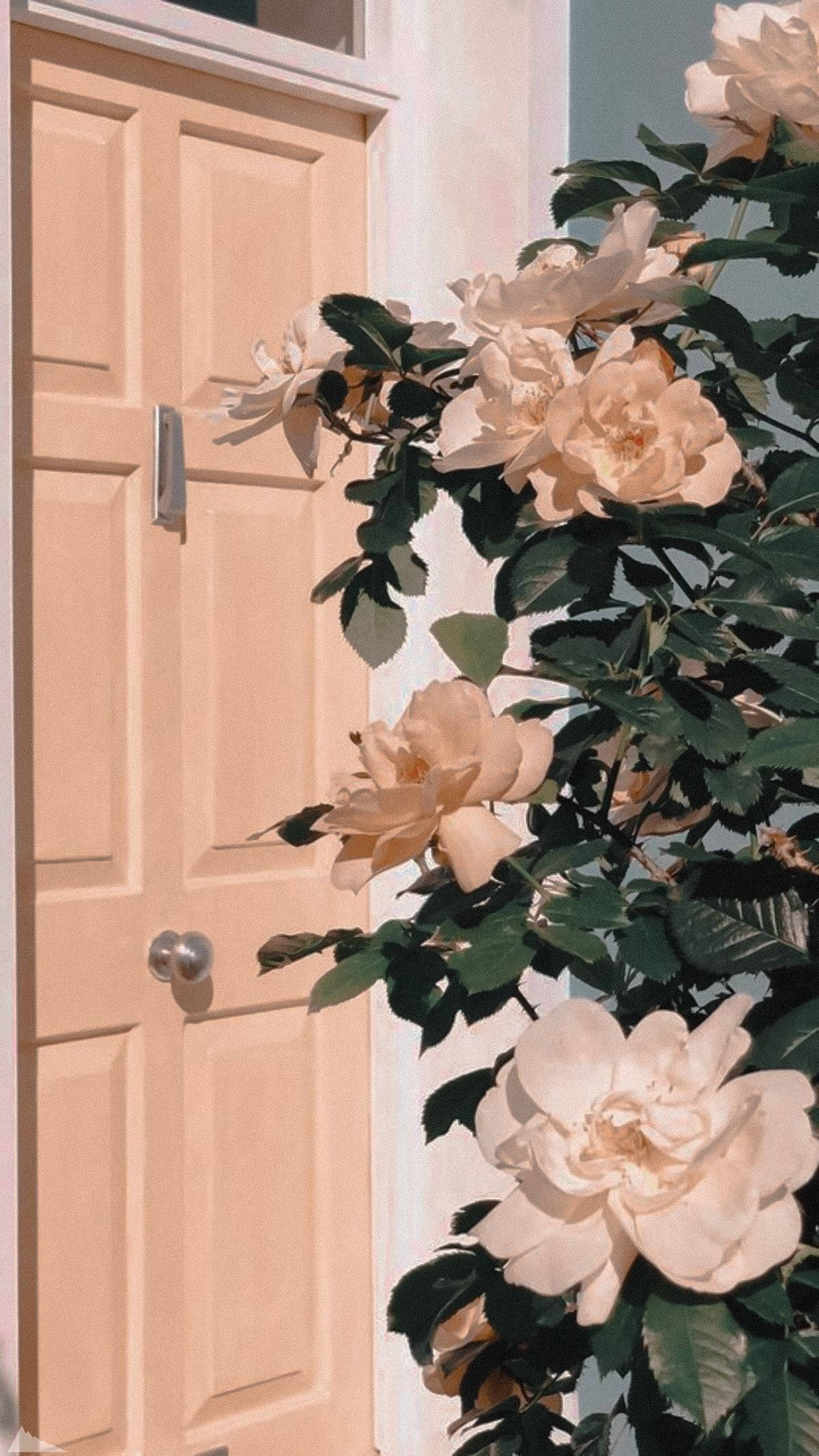 Pastel Phone, Gardenia Flowers, soft peach roses, Full HD Phone Wallpaper