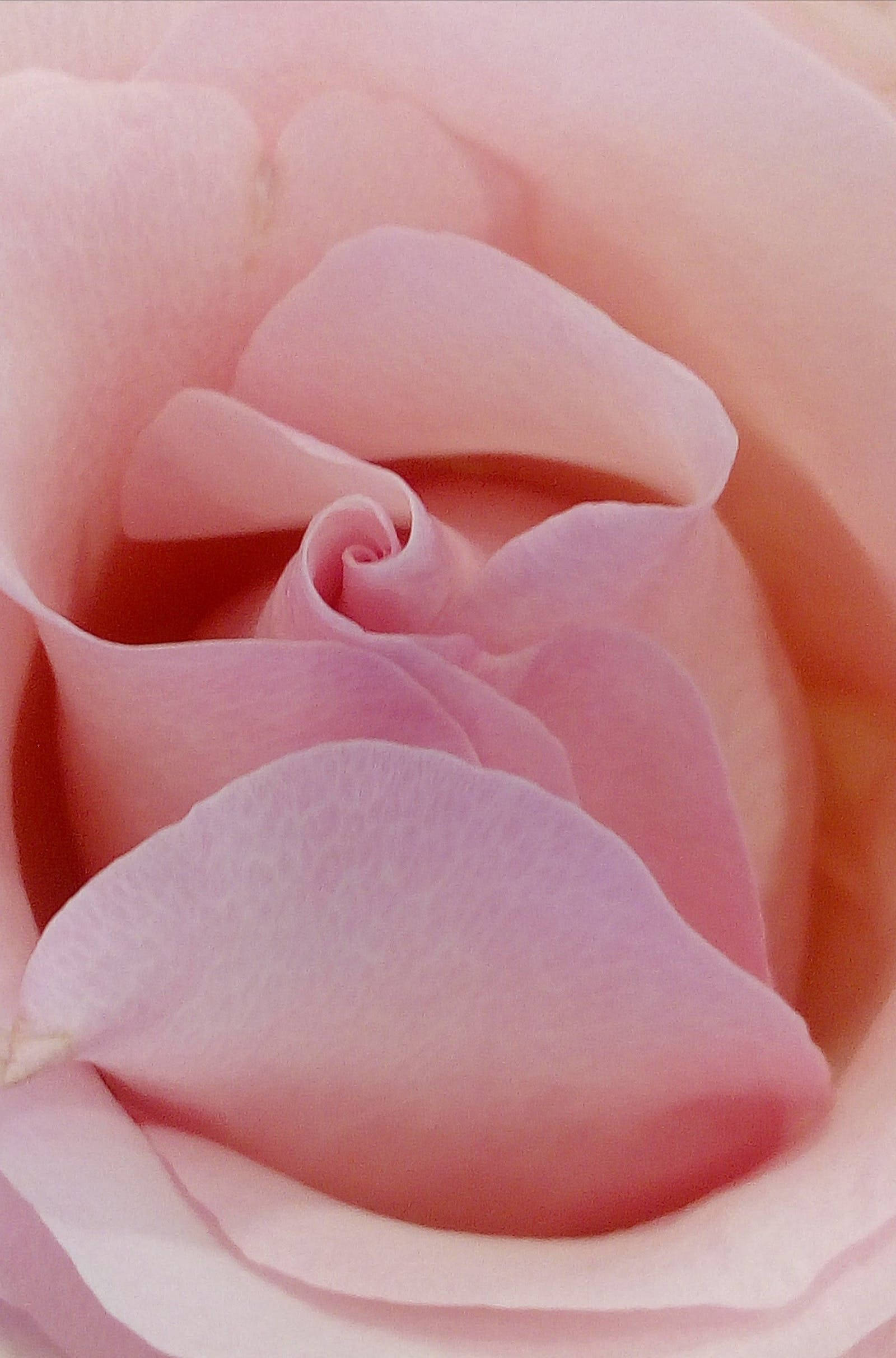 Pastel Phone, pink rose, rosebud, Full HD Phone Wallpaper