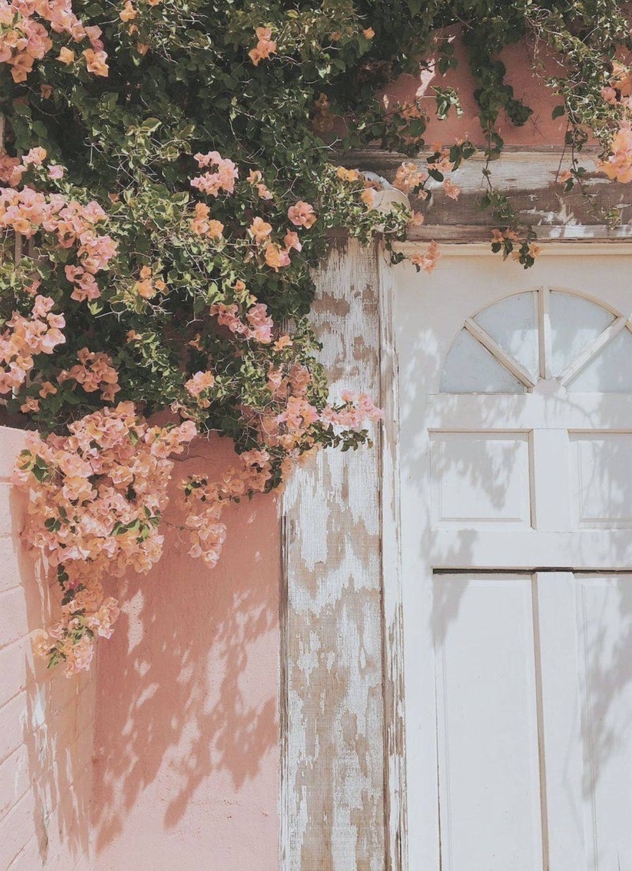 Pastel Phone, pink flowers, bougainvillea, HD Phone Wallpaper