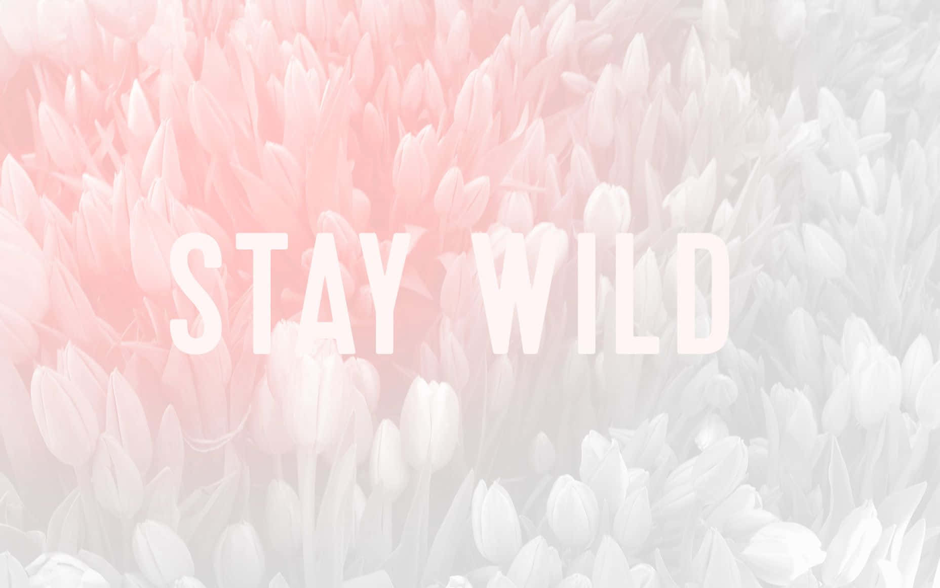Pastel Pink Aesthetic Computer, tulip flowers, soft gradient of pink and white, HD Desktop Wallpaper