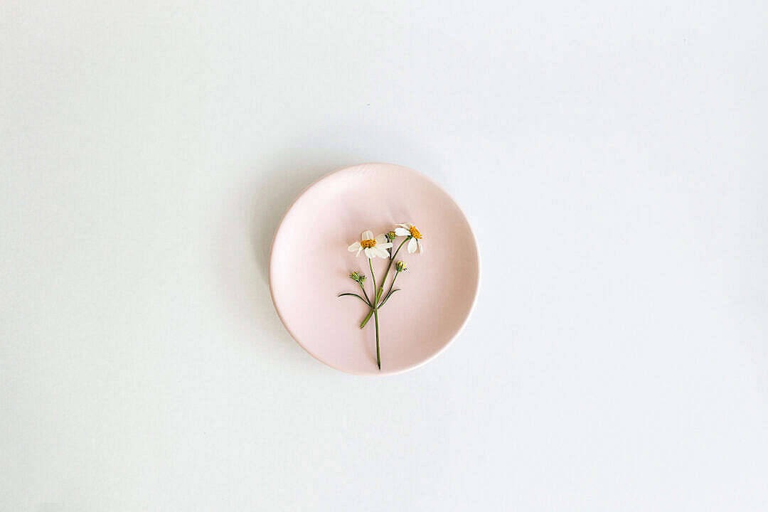 pastel pink aesthetic design, pink ceramic plate, white daisies, SD Desktop Wallpaper