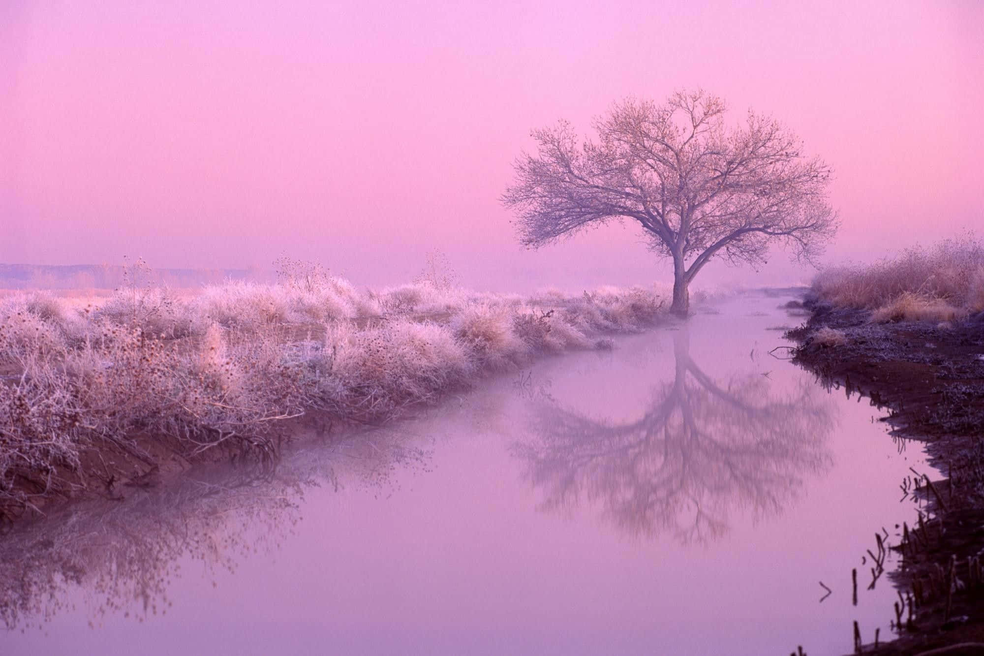 frost-covered tree, misty stream, soft pink dawn sky, Full HD Desktop Wallpaper