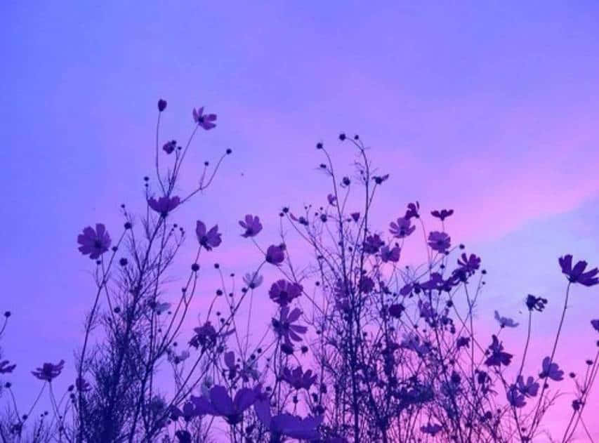 pastel pink and purple, cosmos flowers, purple and pink twilight sky, SD Desktop Wallpaper