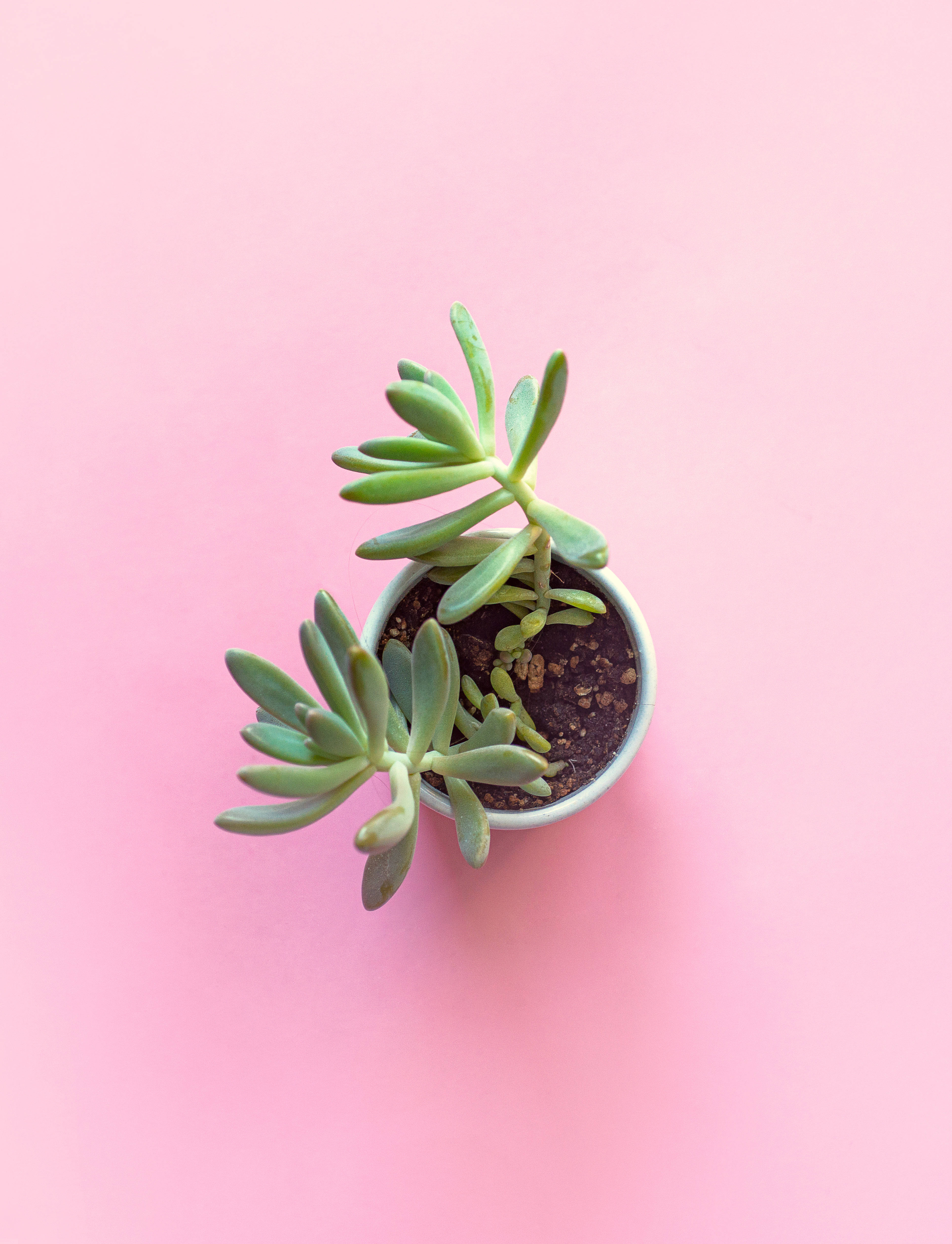 succulent, pastel pink color table, fleshy green leaves, 4K Phone Wallpaper