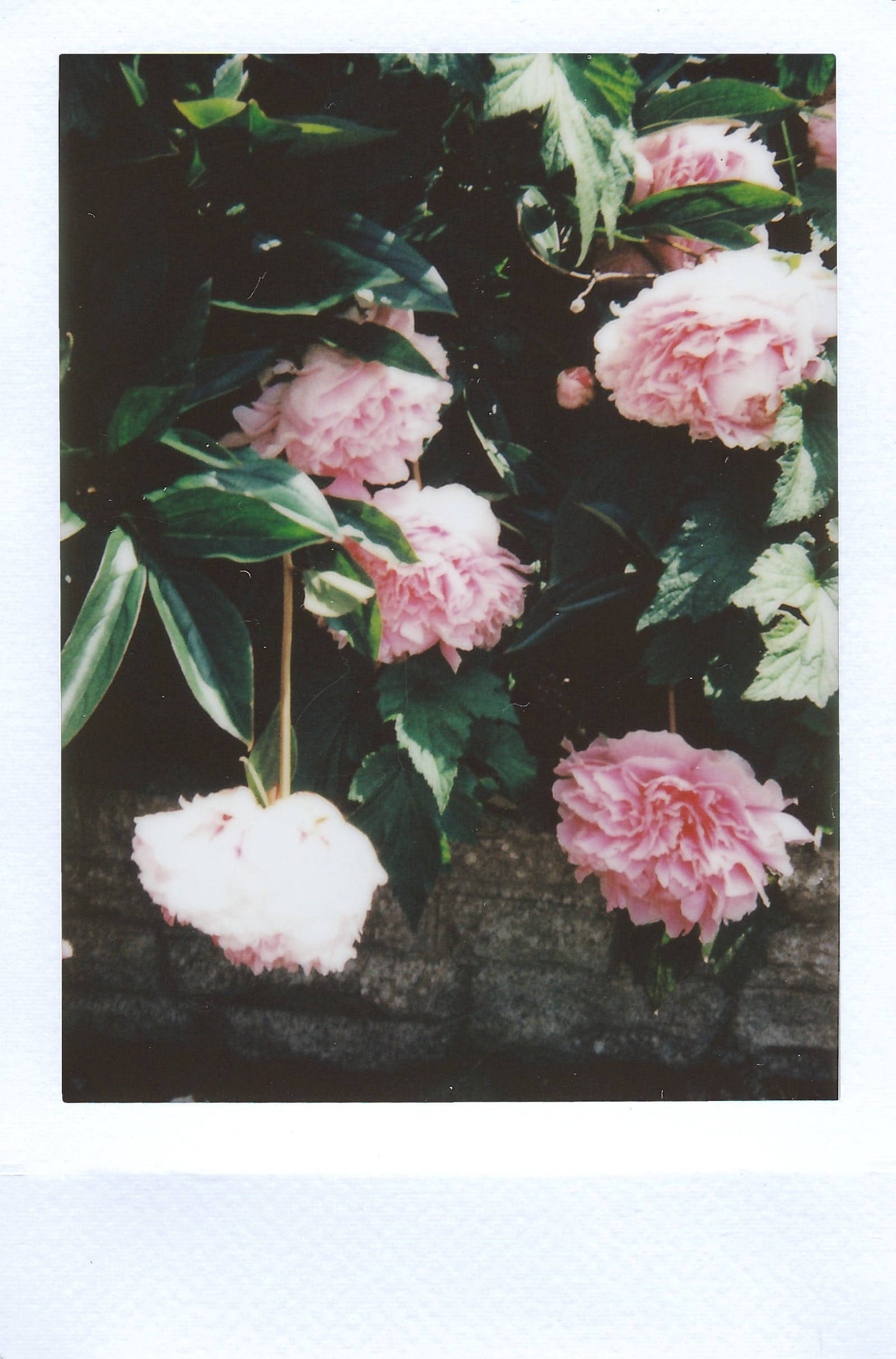 Pastel Pink Color, peonies, vintage Polaroid frame, Full HD Phone Wallpaper
