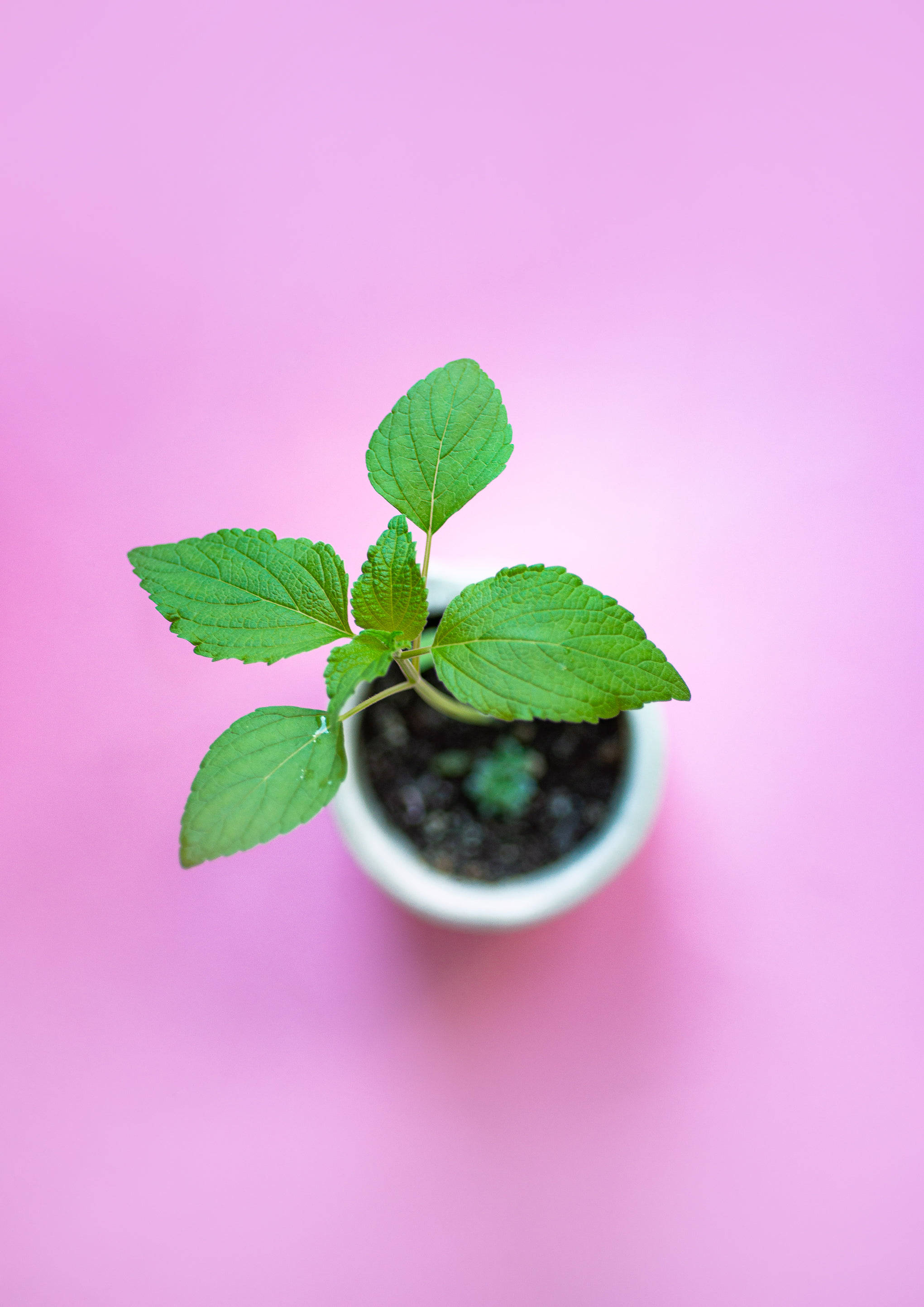 pastel pink color background, green leafy plant, white pot, 2K Phone Wallpaper