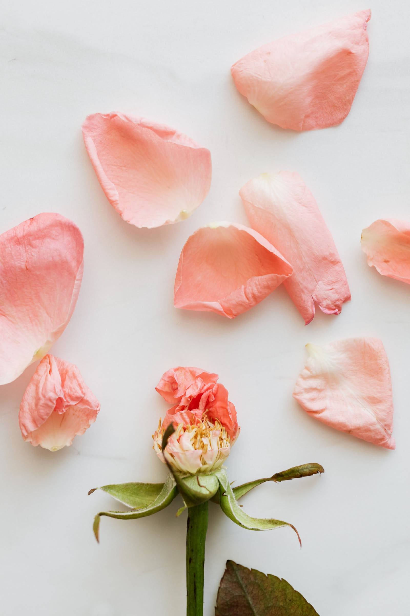Pastel Pink Color Rose, soft pink rose petals, wilting bud, Full HD Phone Wallpaper