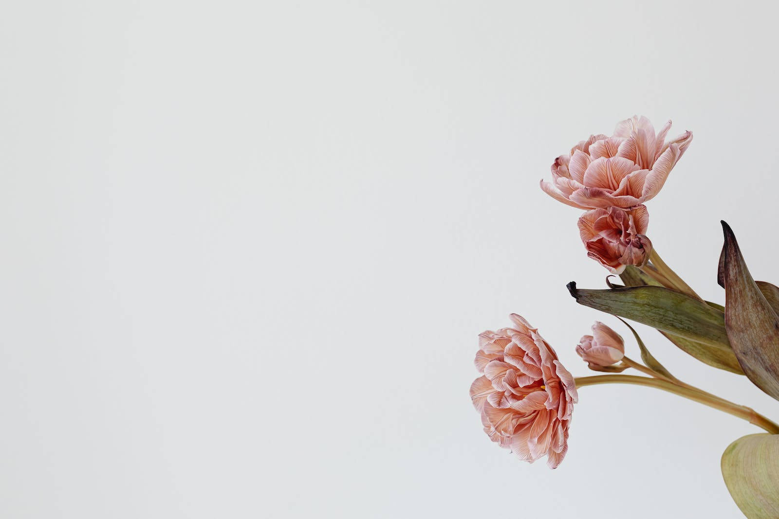 pastel pink color flowers, soft pink tulips, delicate petals, HD Desktop Wallpaper