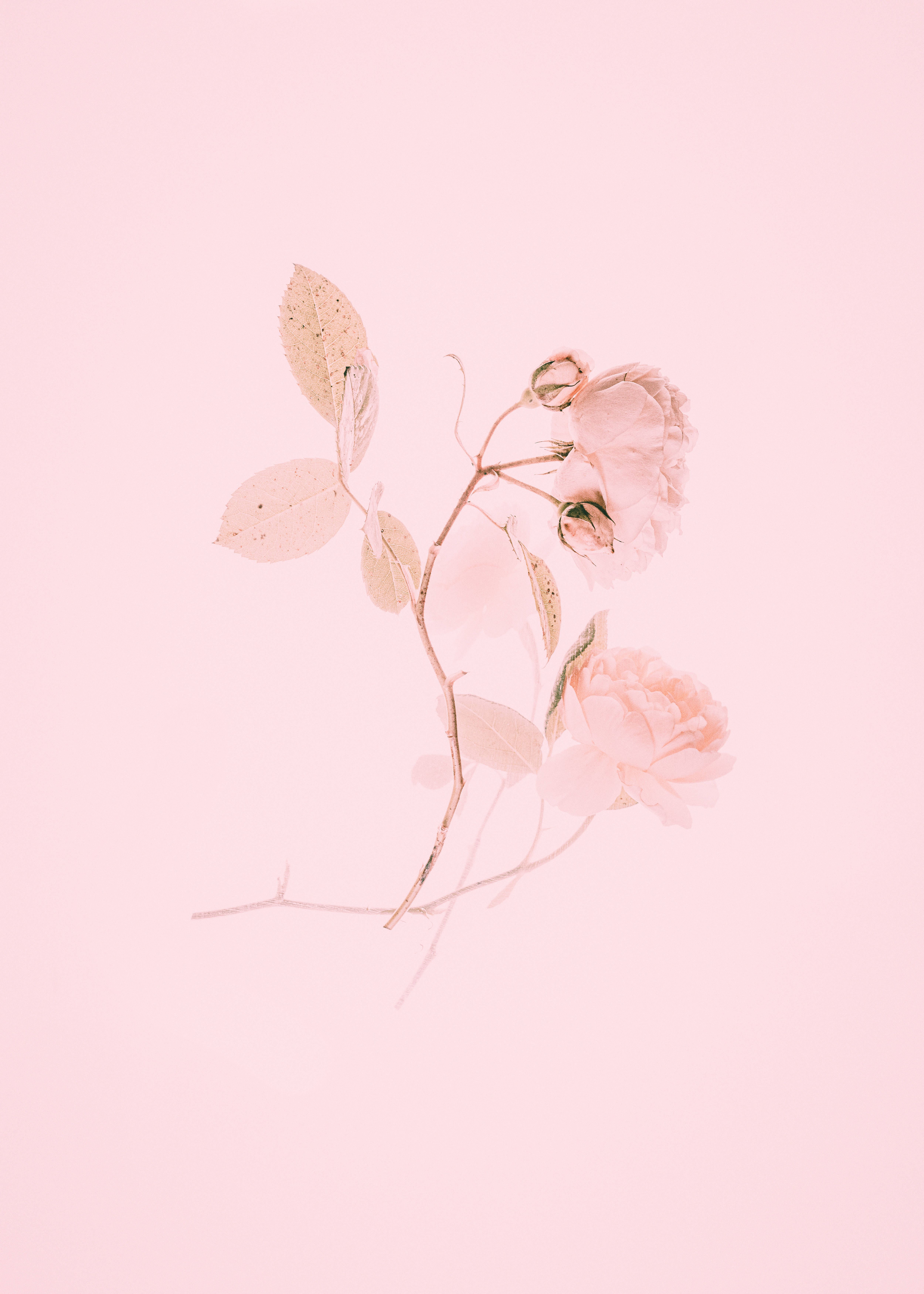 pastel pink background, soft pink roses, speckled leaves, 5K Phone Wallpaper