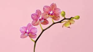 orchid flowers, pink, white, SD Desktop Wallpaper