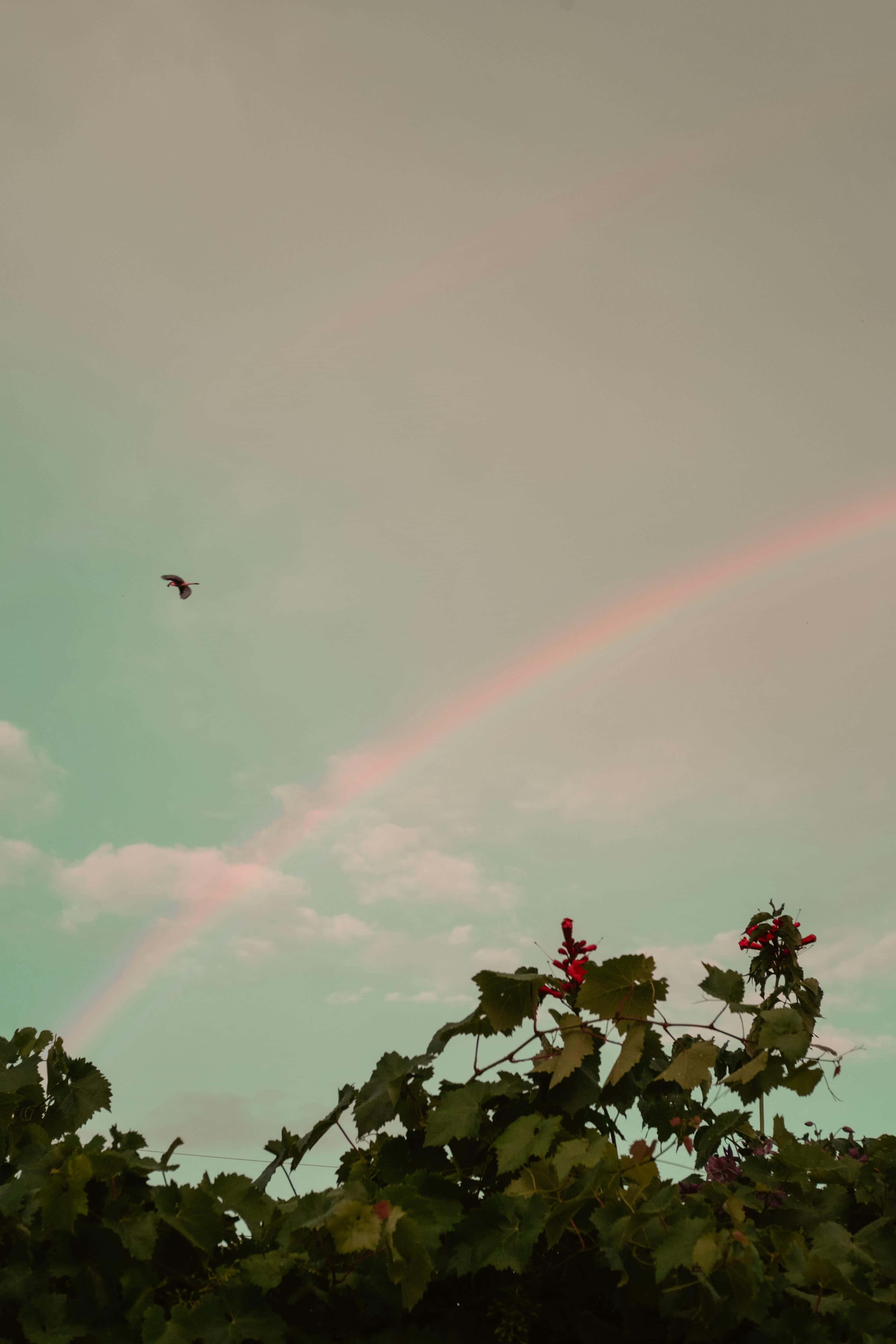 pastel rainbow, green foliage, red flowers, 4K Phone Wallpaper