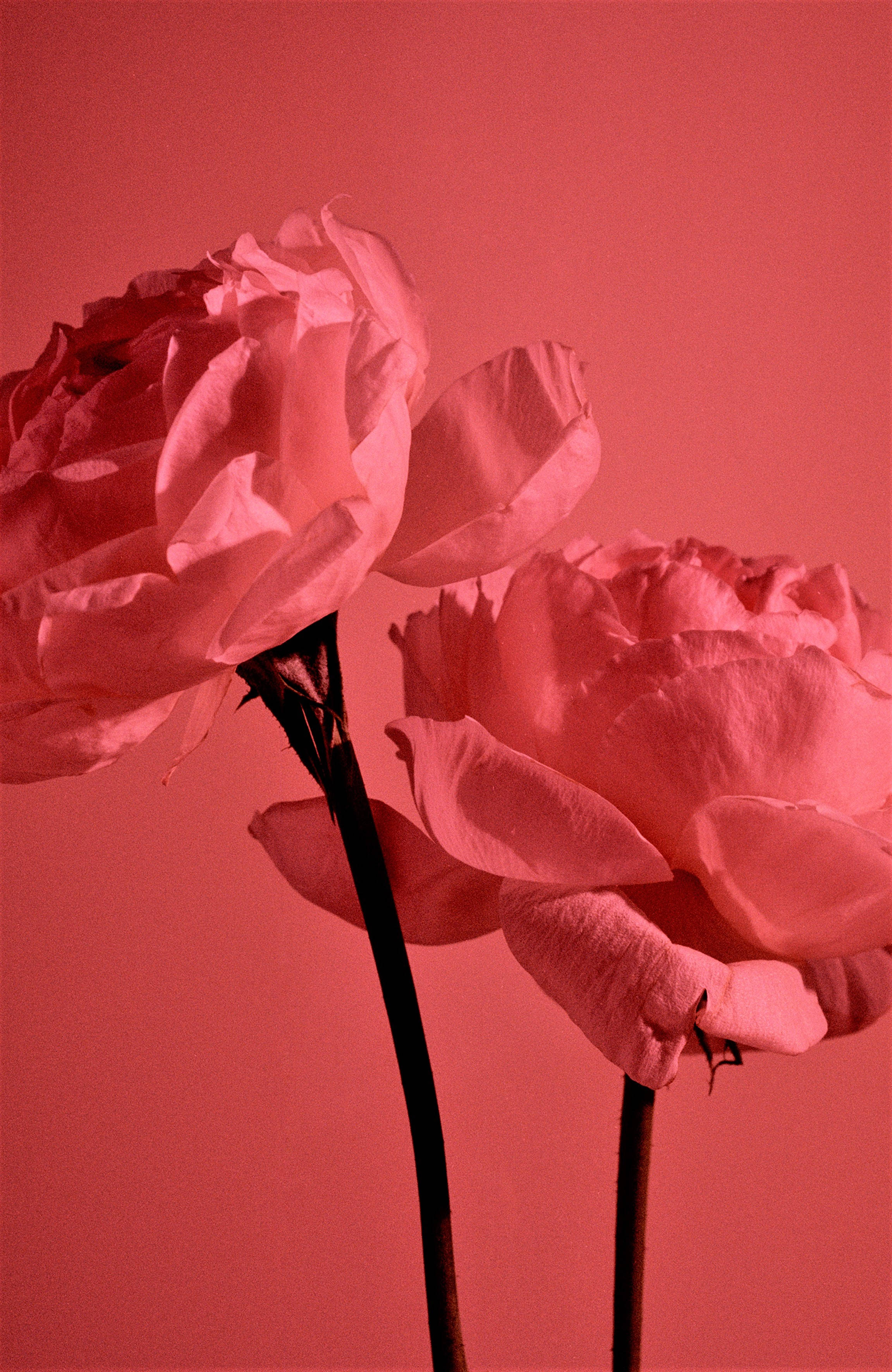 Pastel Red Aesthetic, garden roses, coral background, 2K Phone Wallpaper