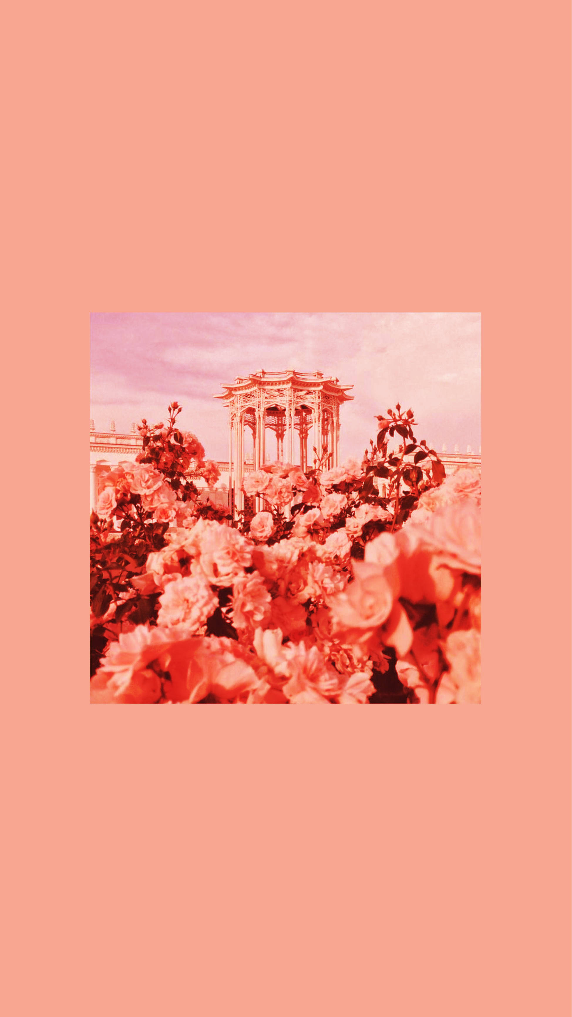 Soft Rose Garden, pastel red aesthetic, gazebo, 2K Phone Wallpaper
