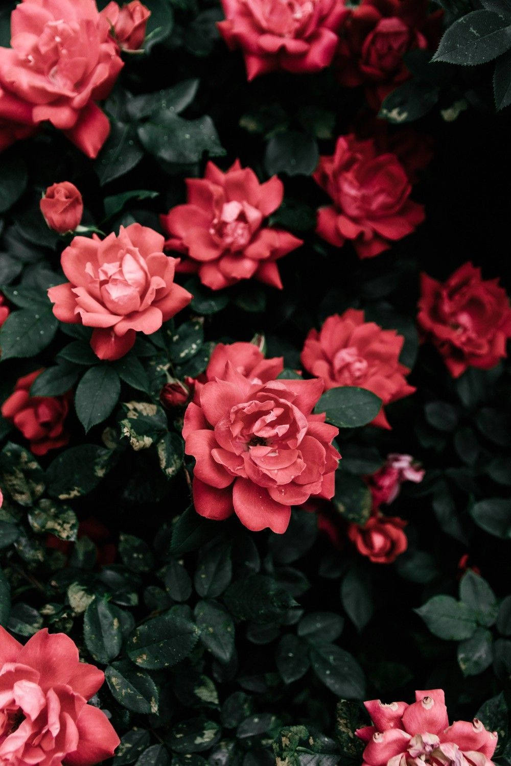 rose garden, pastel red aesthetic, coral roses, HD Phone Wallpaper