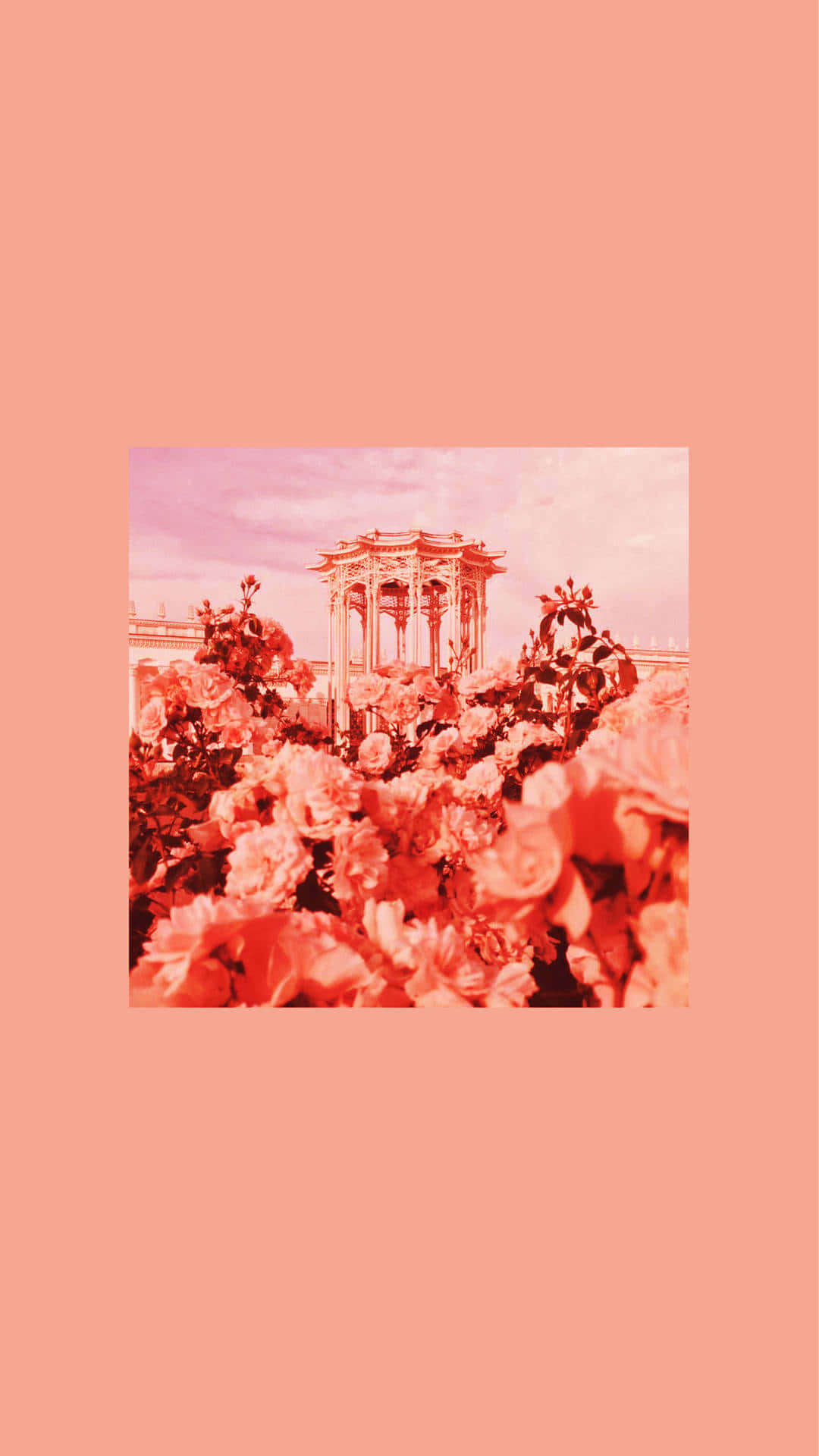 Pastel Red, gazebo, blooming roses, Full HD Phone Wallpaper