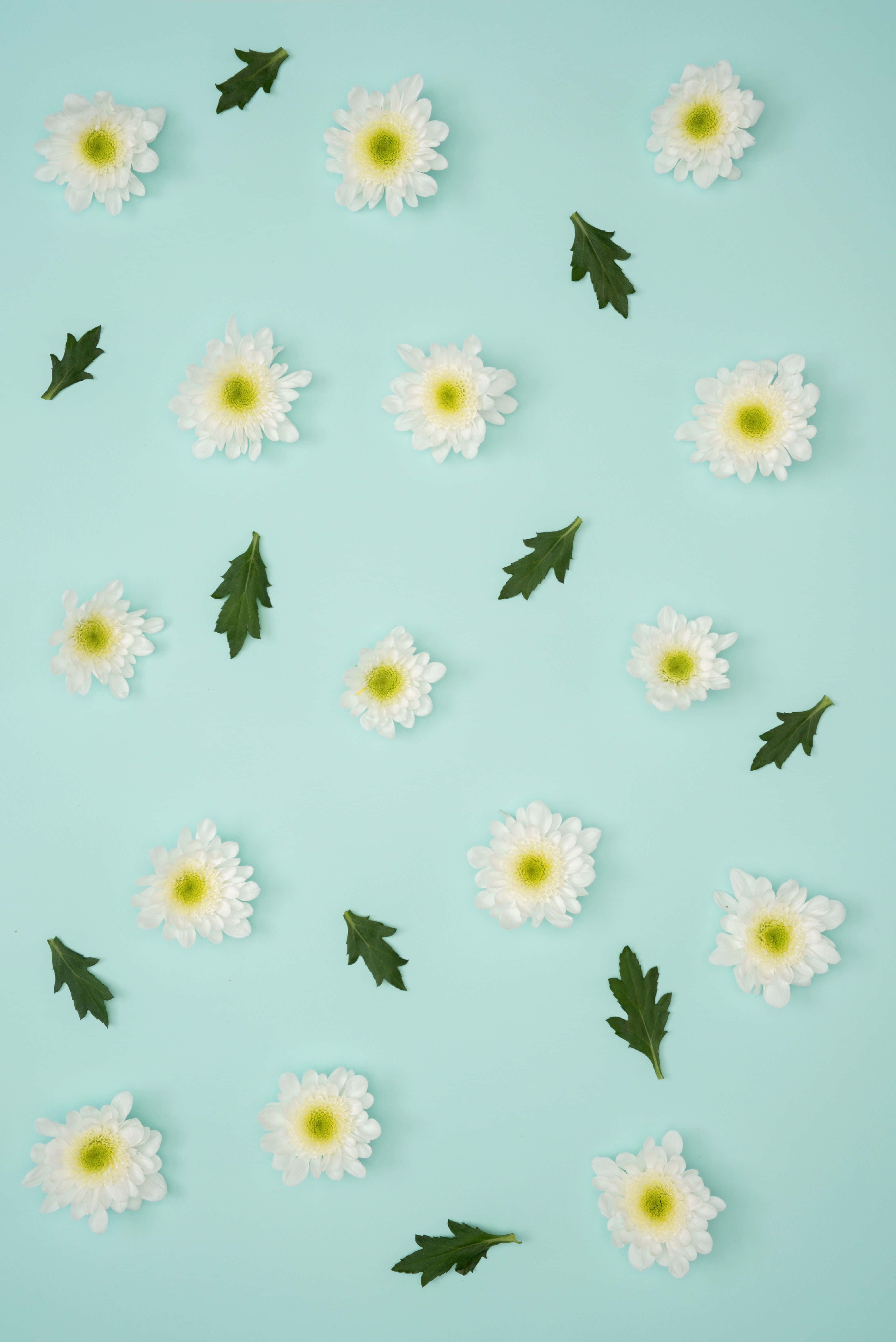 pastel summer, mint green, white chrysanthemums, 5K Phone Wallpaper