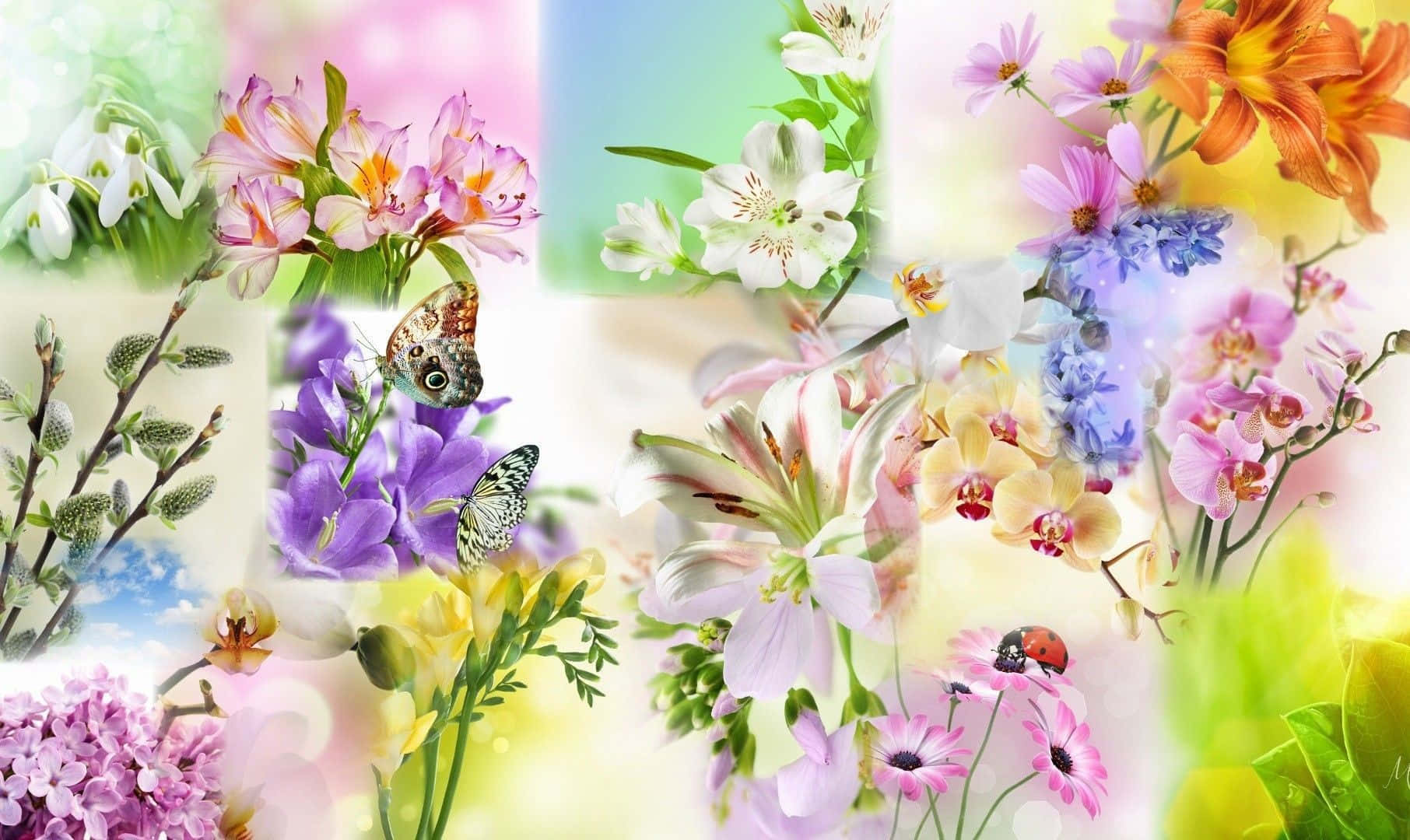 Pastel Summer, spring flowers, butterflies, HD Desktop Wallpaper