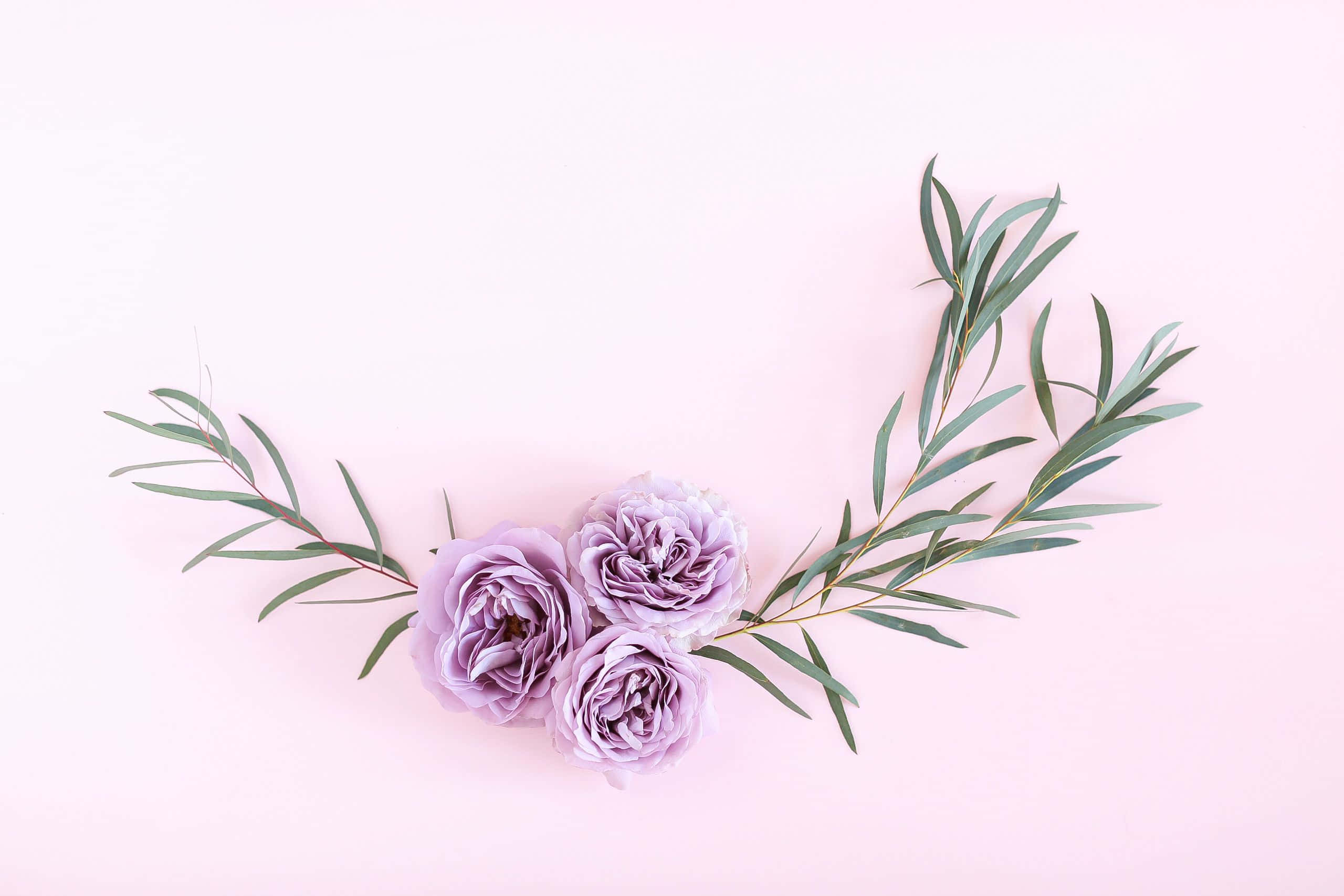 pastel summer, lavender peonies, green eucalyptus, 2K Desktop Wallpaper