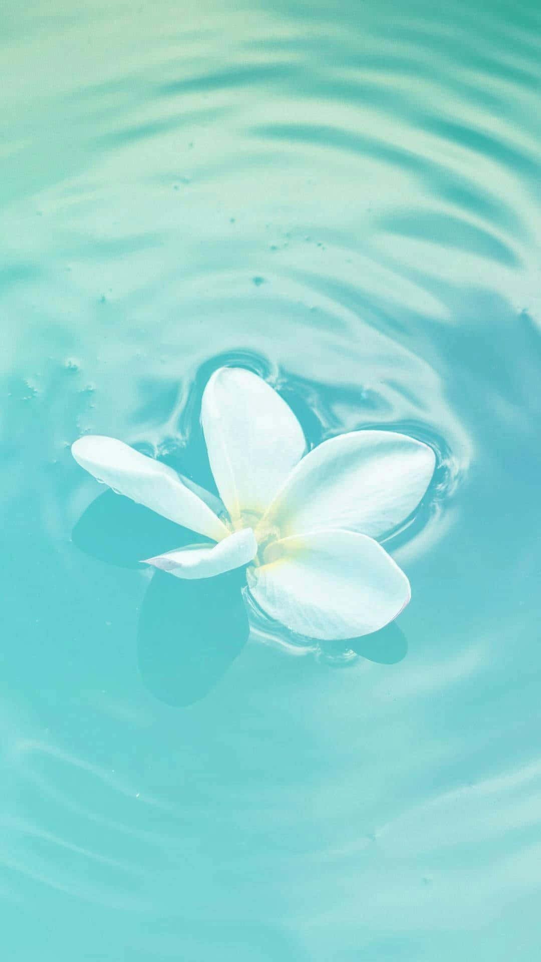 white frangipani flower, calm turquoise water, gentle ripples, Full HD Phone Wallpaper