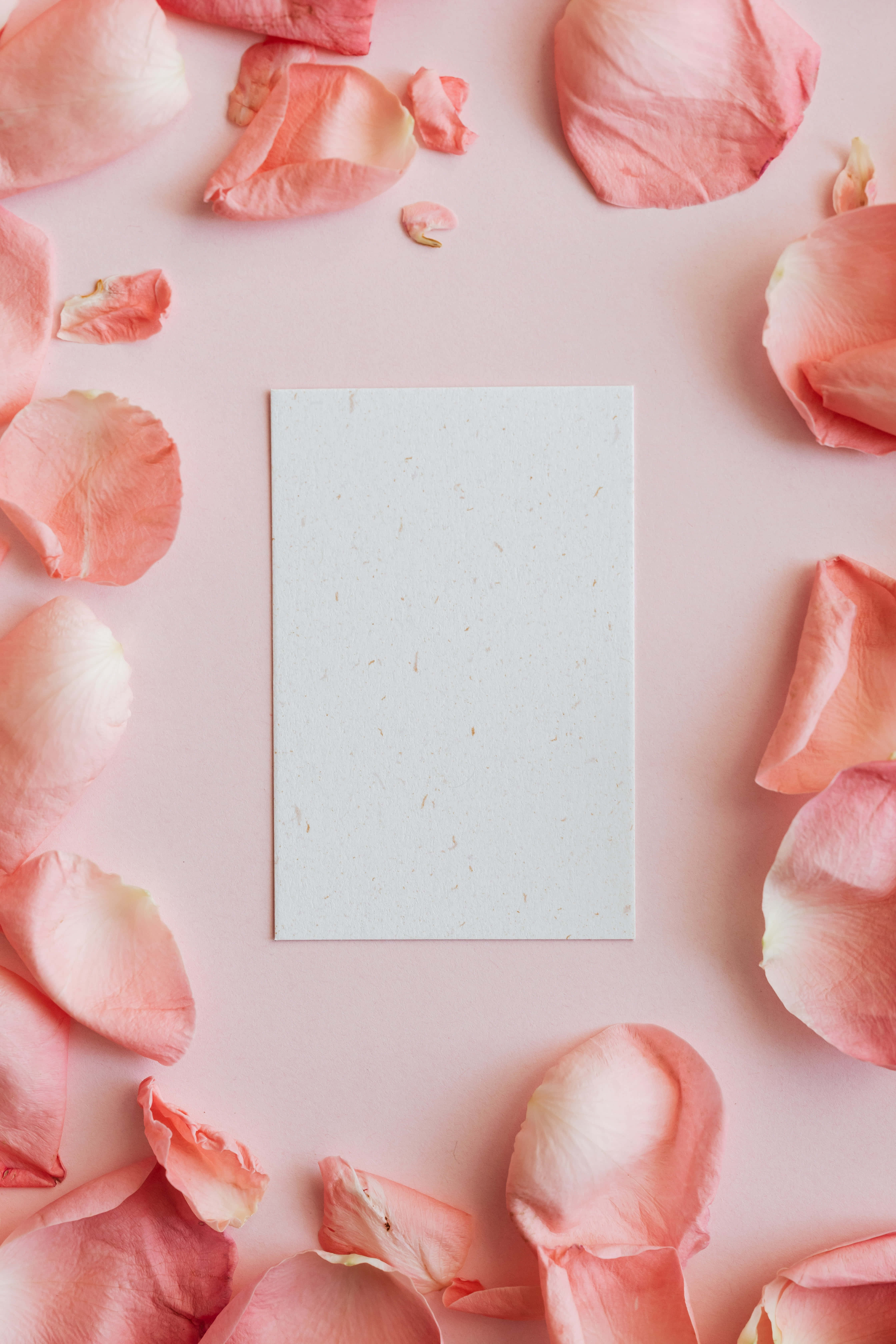 pastel pink surface, soft pink rose petals, blank textured card, 5K Phone Wallpaper
