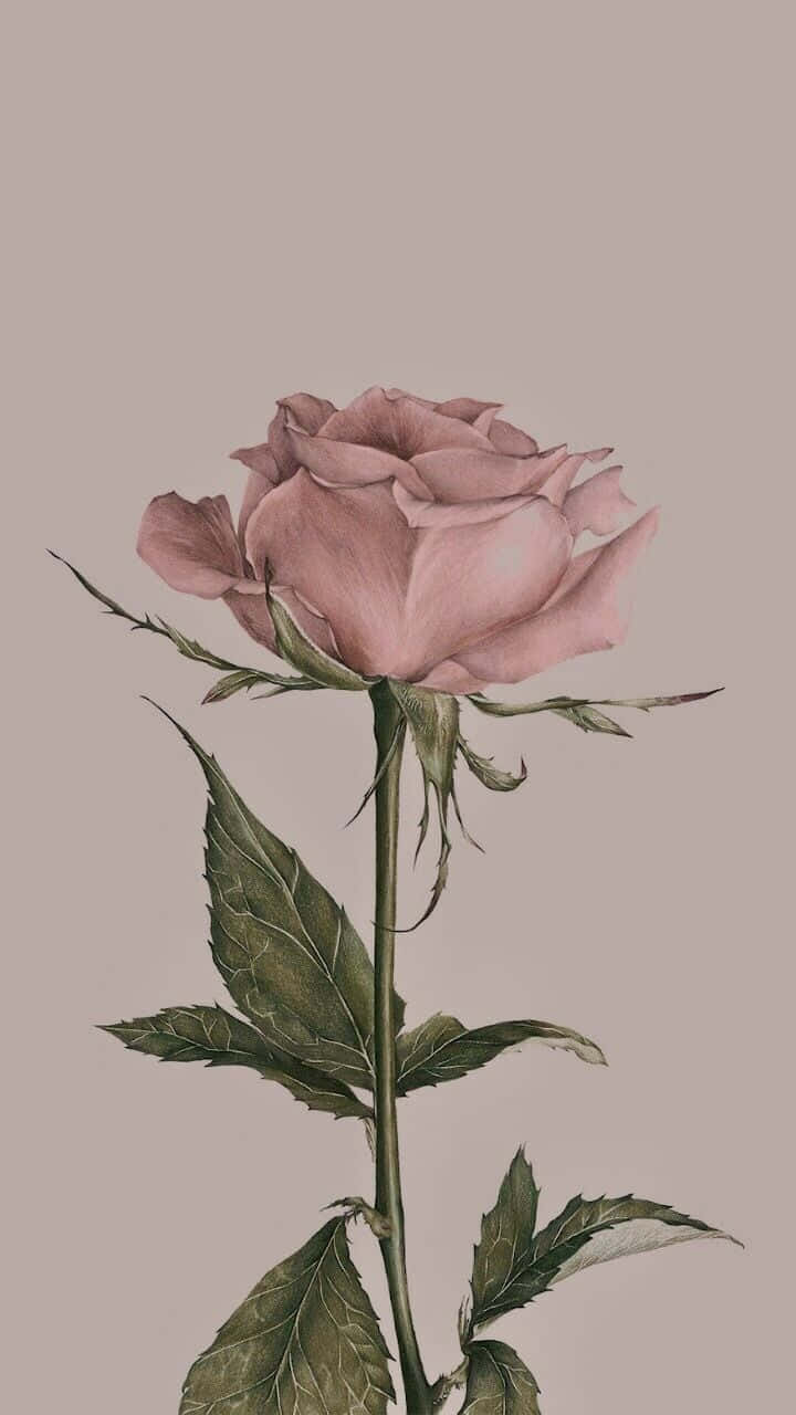 Pastel Vintage iPhone, pink rose, green stem, HD Phone Wallpaper