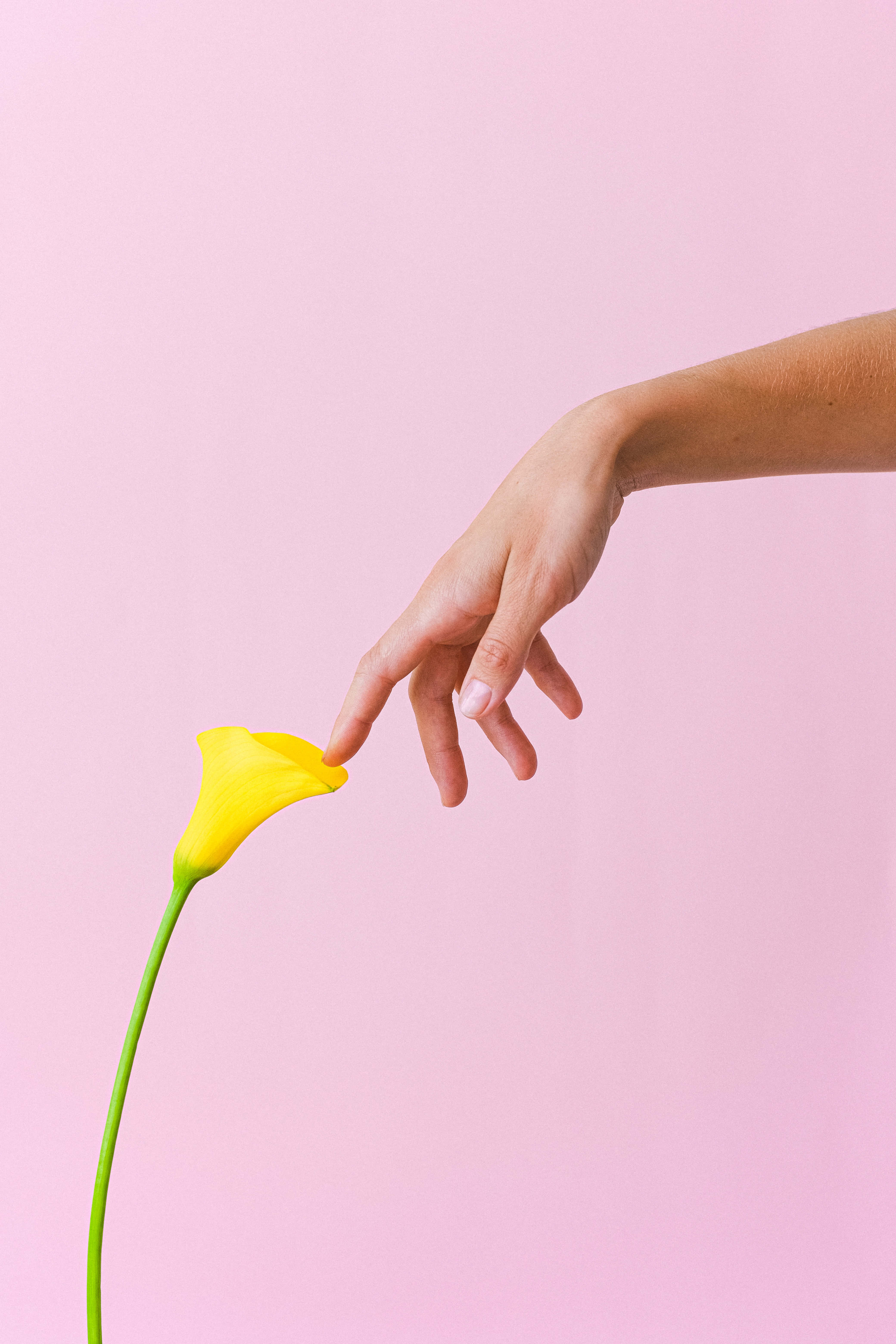 pastel vintage iPhone, vibrant yellow calla lily, soft pink background, 5K Phone Wallpaper
