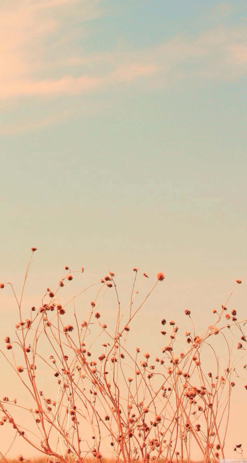 Pastel Vintage iPhone, pastel sky, golden hour, HD Phone Wallpaper