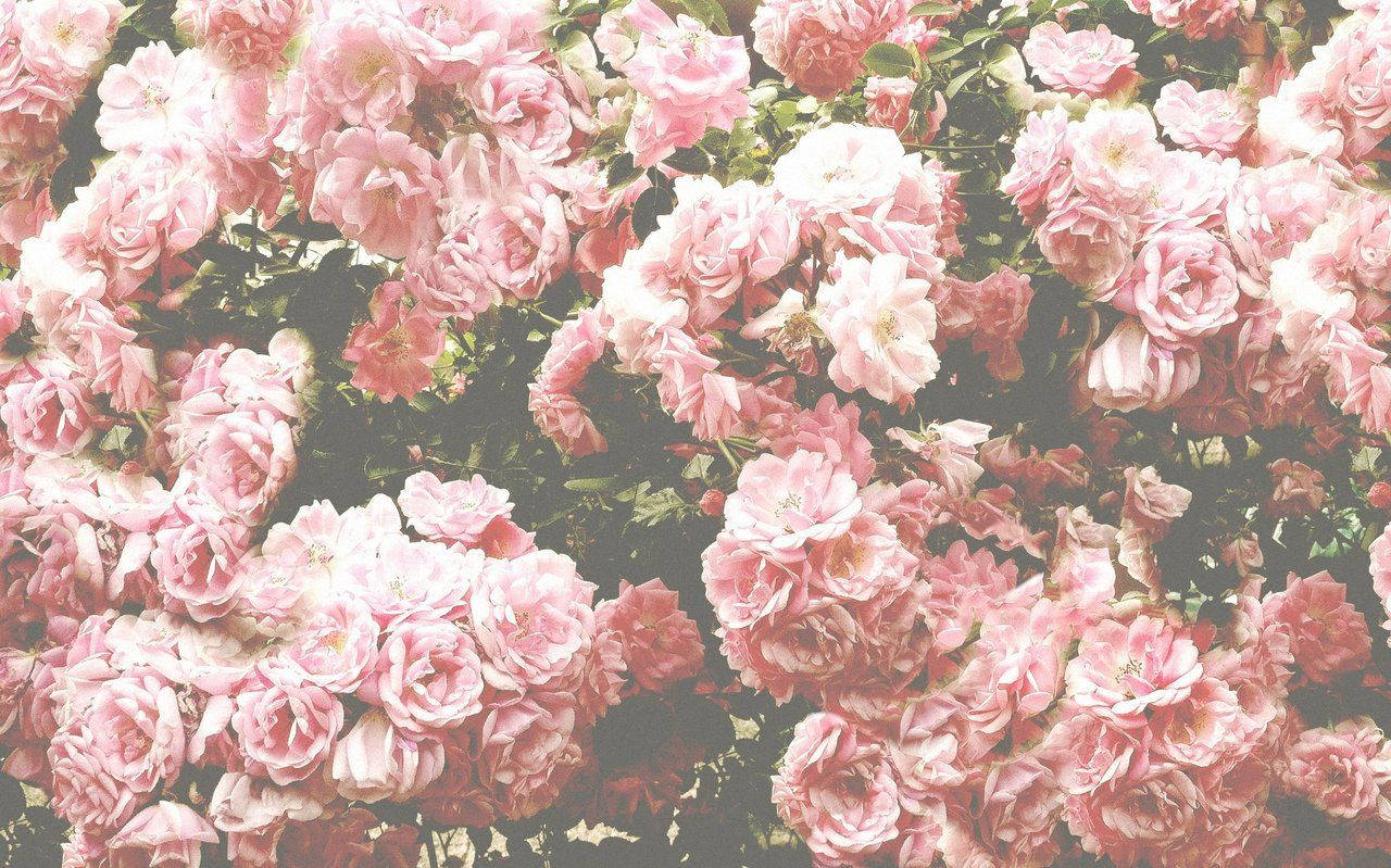 pastel vintage, soft pink roses, lush green leaves, HD Desktop Wallpaper