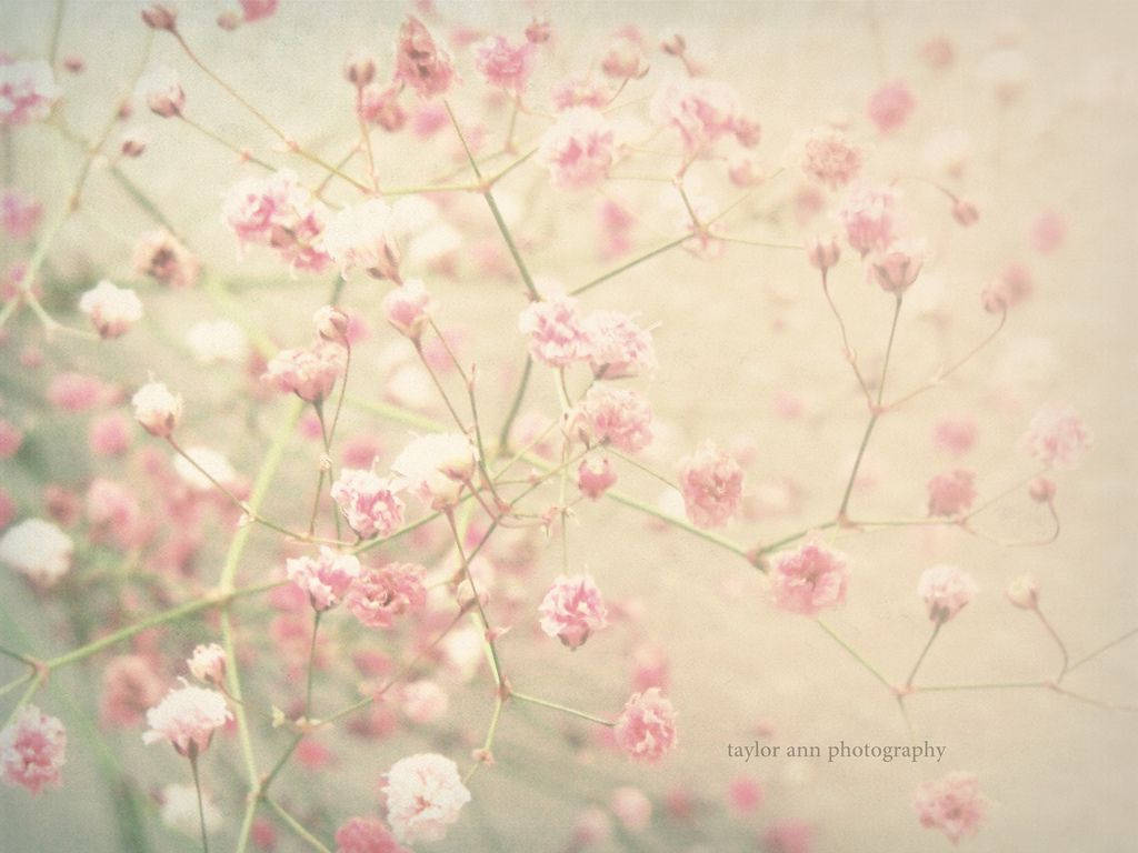 pink baby's breath flowers, pastel haze, vintage tones, SD Desktop Wallpaper