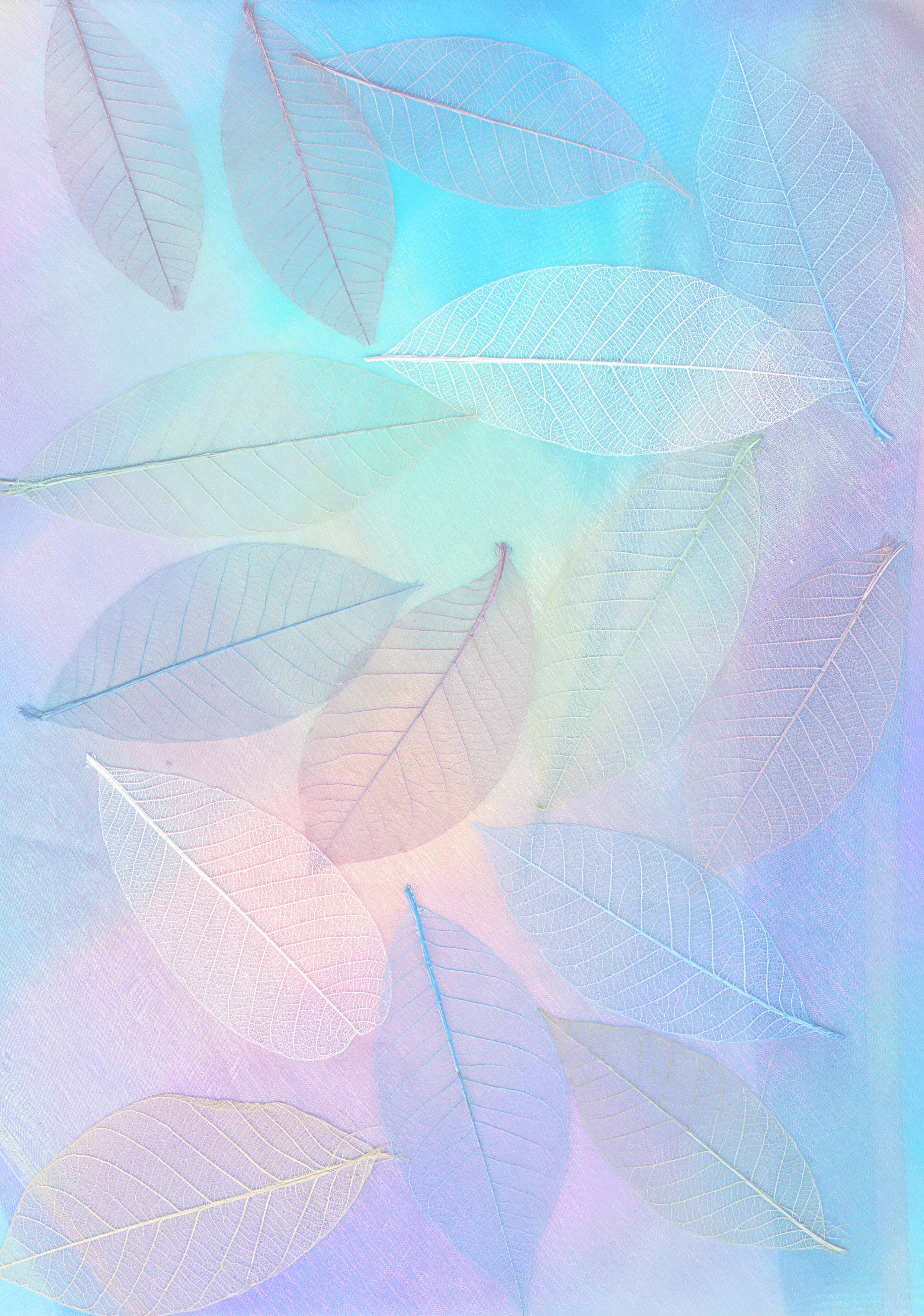 Pastel Vintage, translucent leaves, pastel blue, 2K Phone Wallpaper