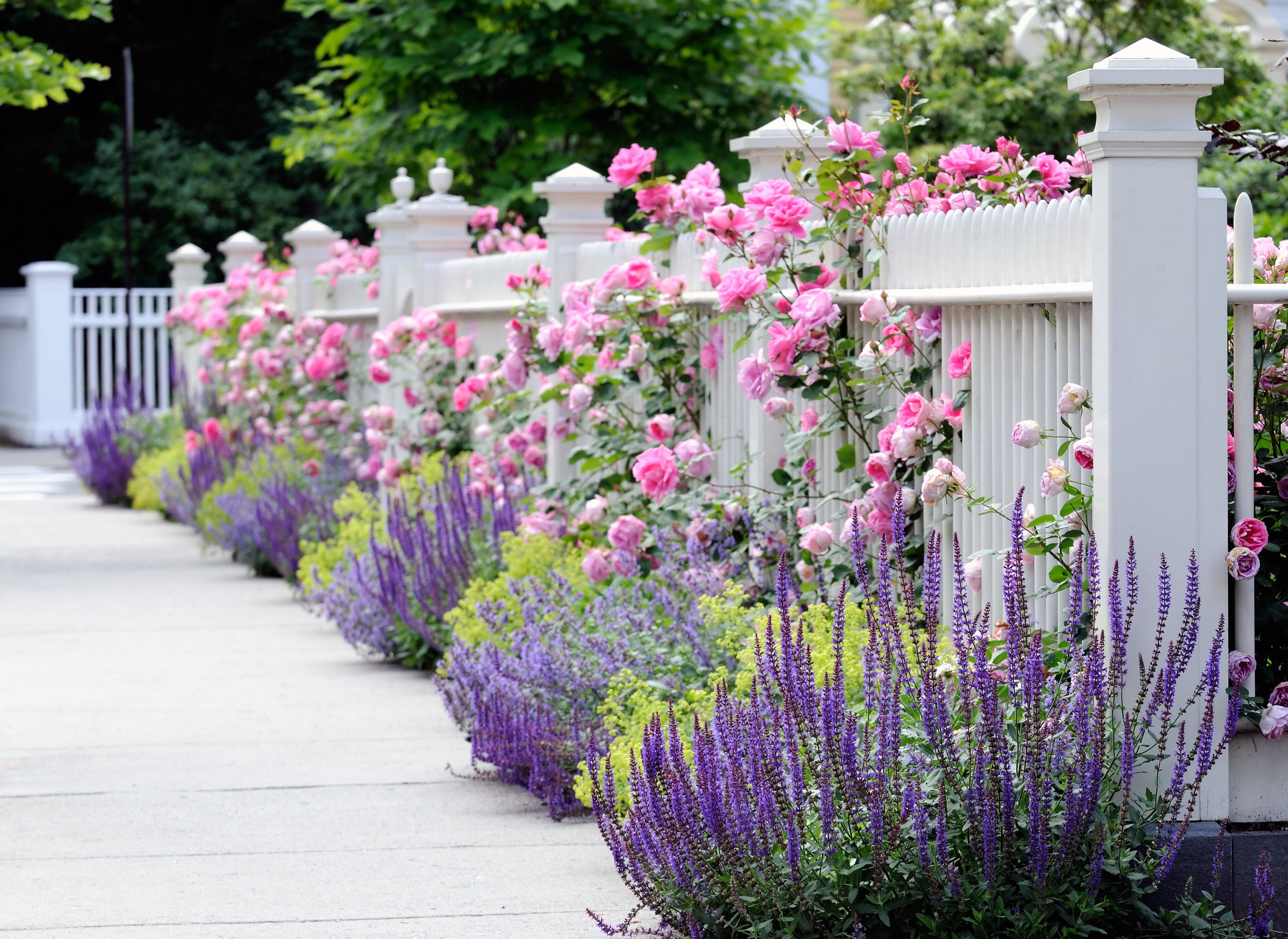 white picket fence, paved sidewalk, pink roses, 4K Desktop Wallpaper
