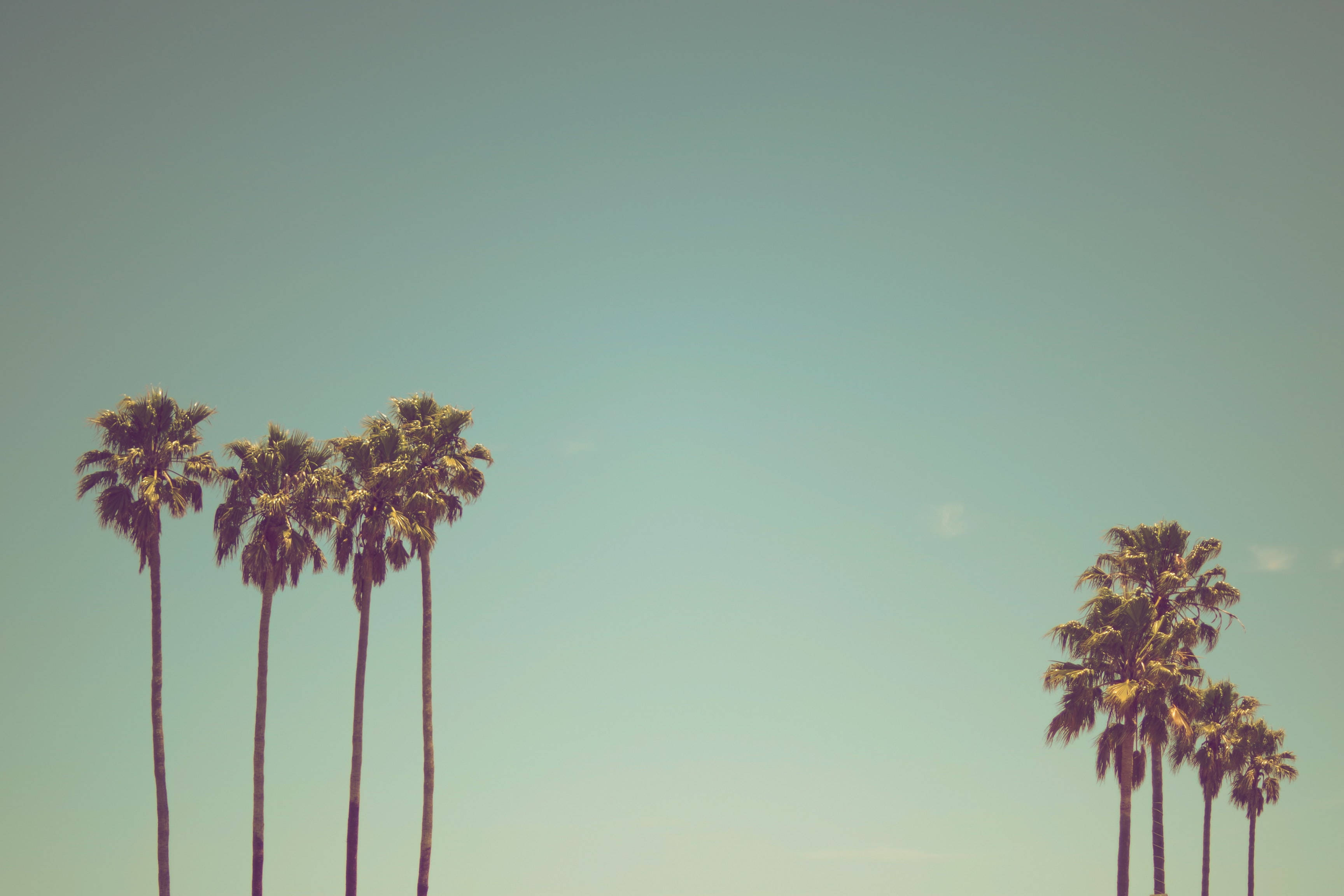 palm tree, pastel vintage skyline, teal sky, 2K Desktop Wallpaper