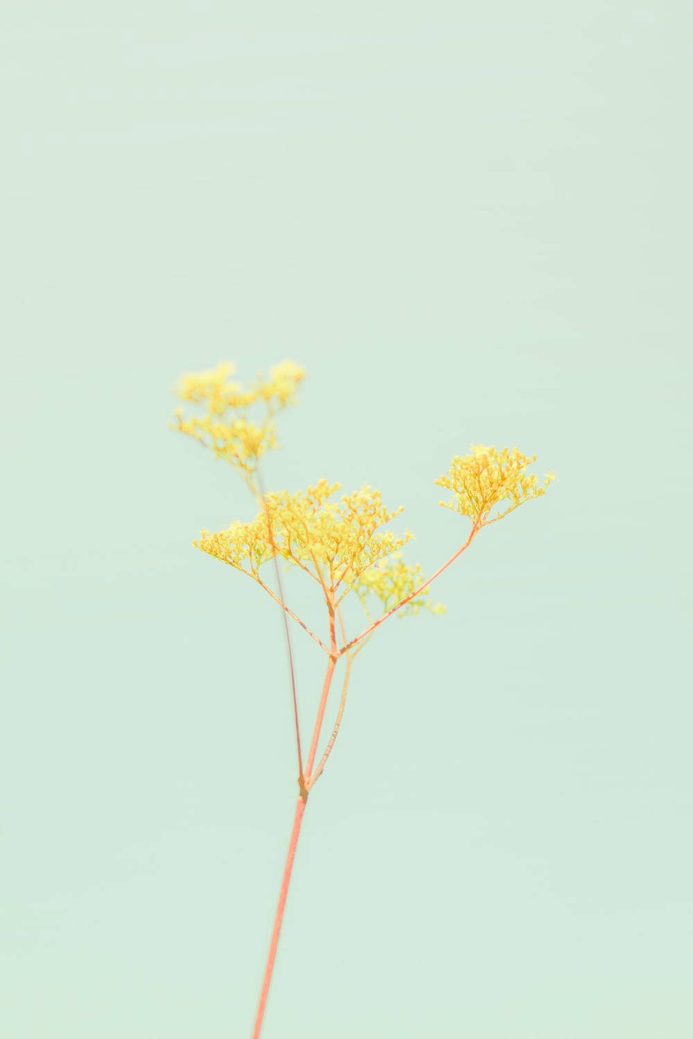 pastel yellow aesthetic, flower, tiny blossoms, HD Phone Wallpaper