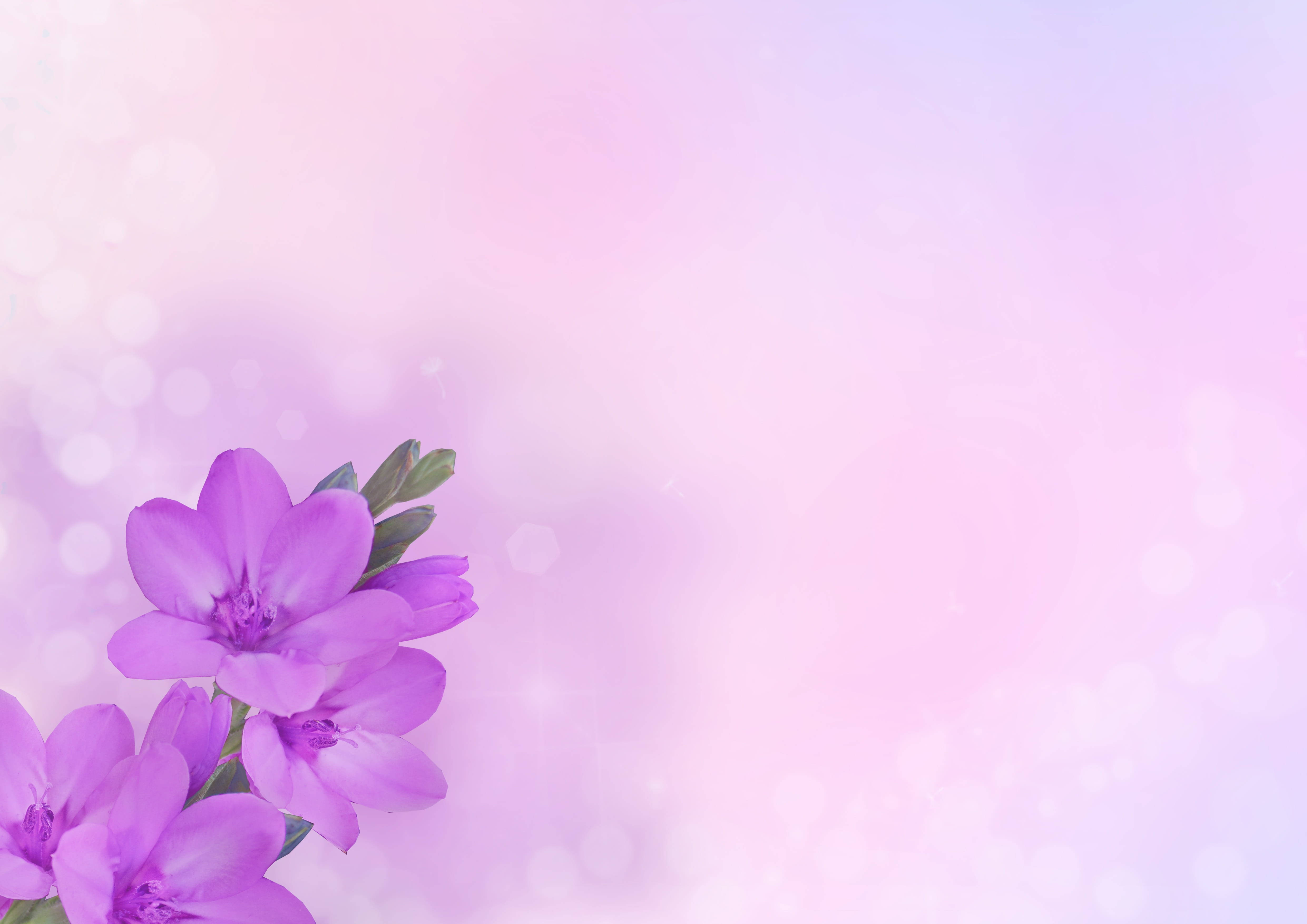 Violet Flower Pastels Aesthetic Computer, soft purple flowers, dreamy pastel gradient background, 4K Desktop Wallpaper